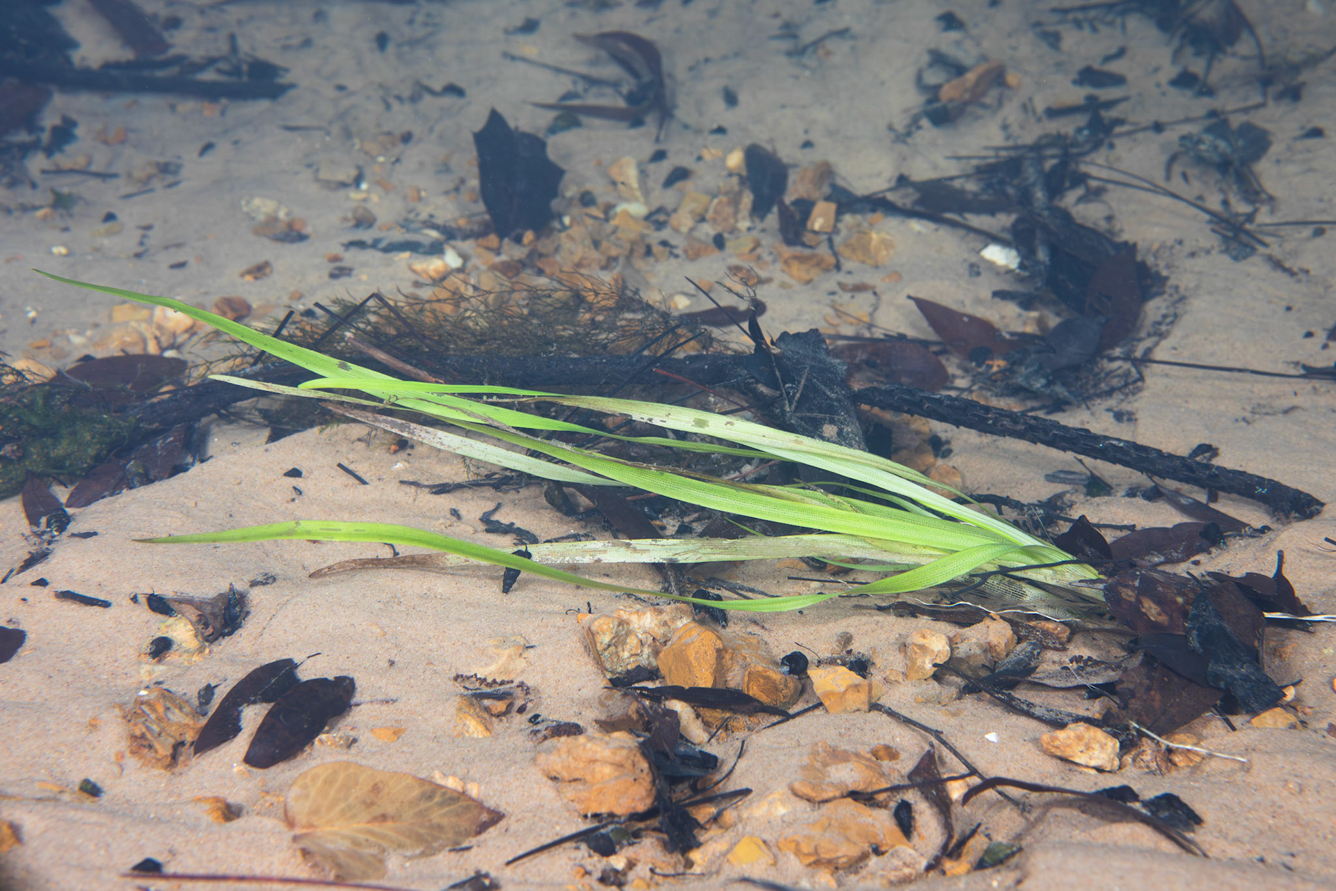 Aquatic Vegetation