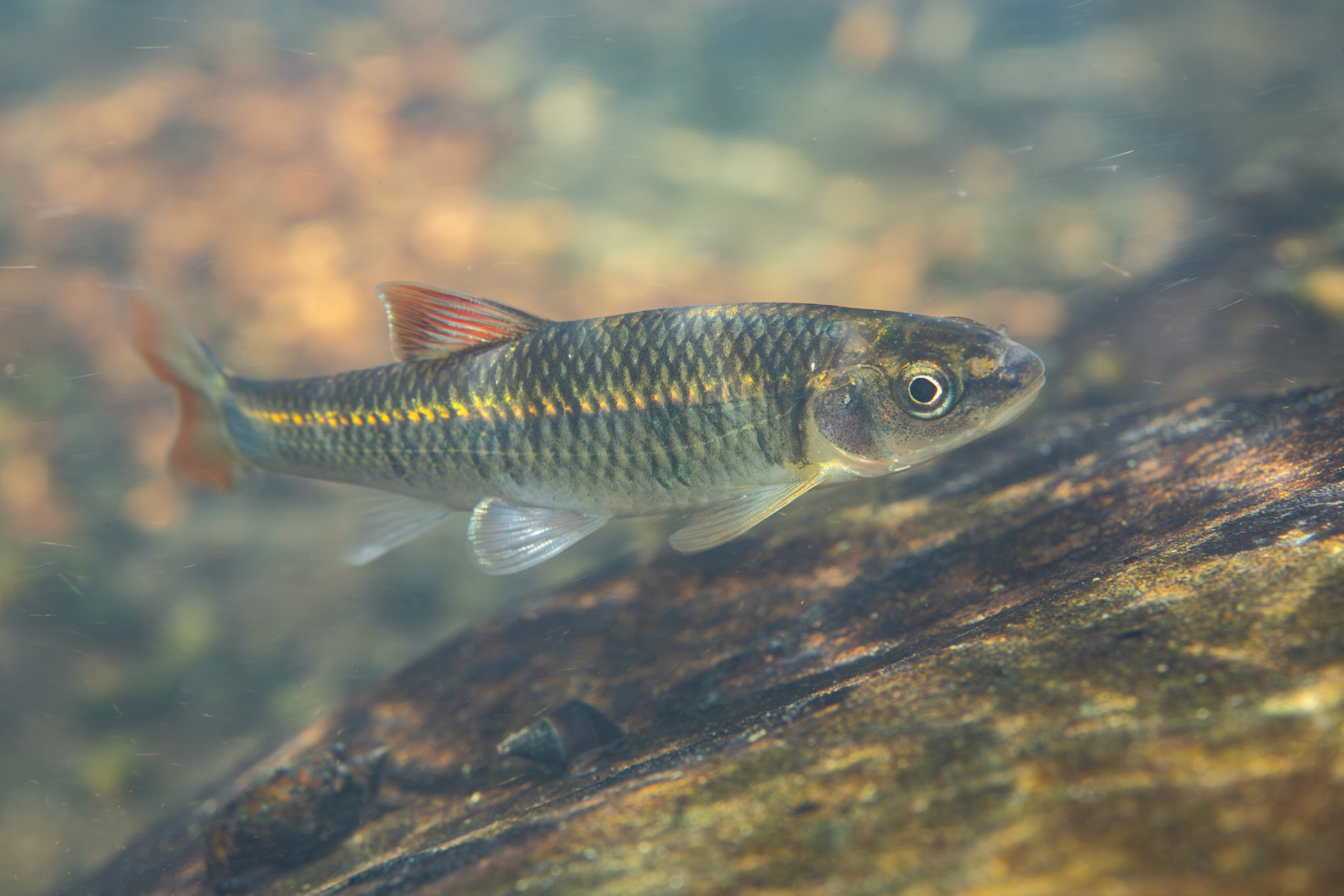 Alabama Shiner