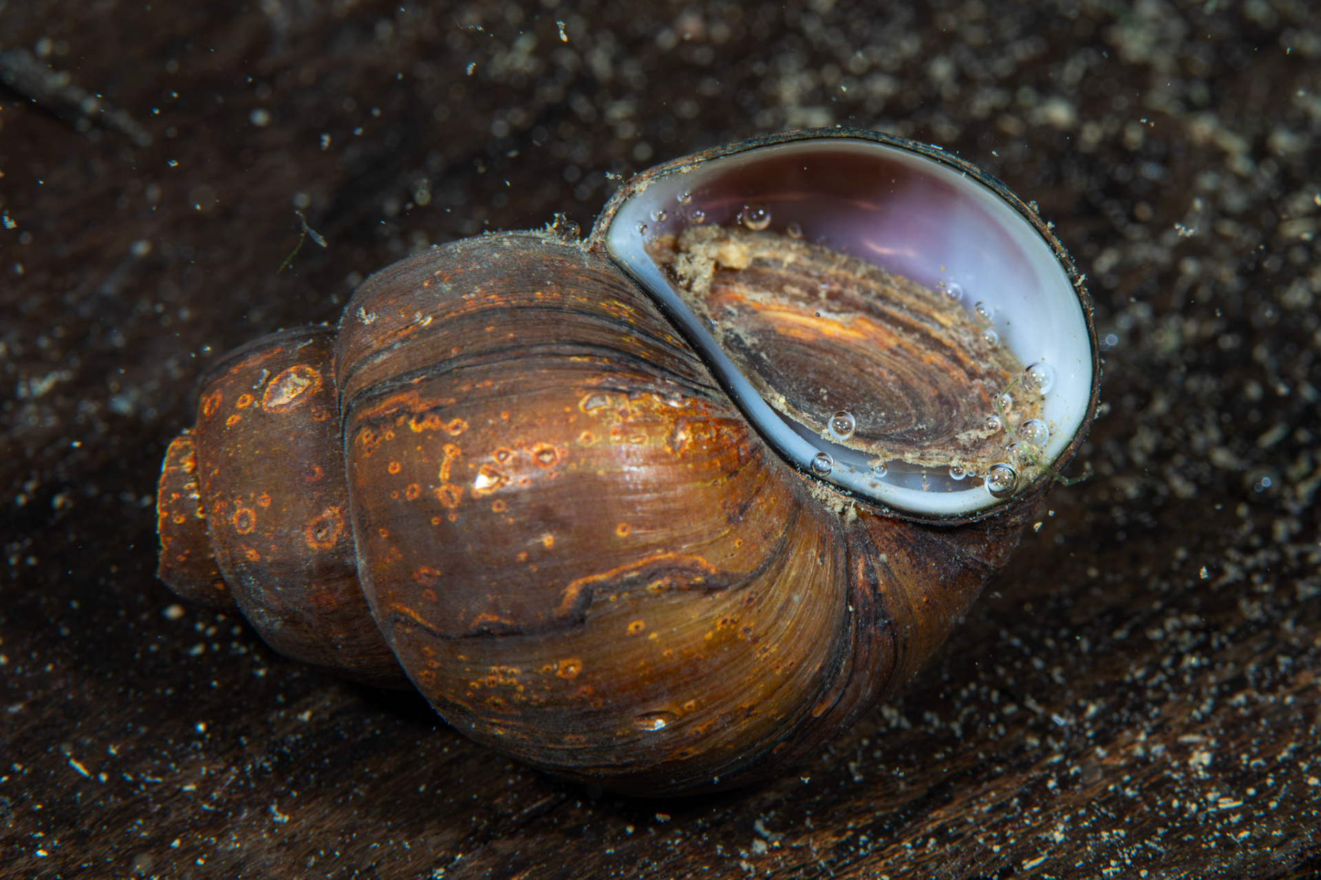 Campeloma sp.