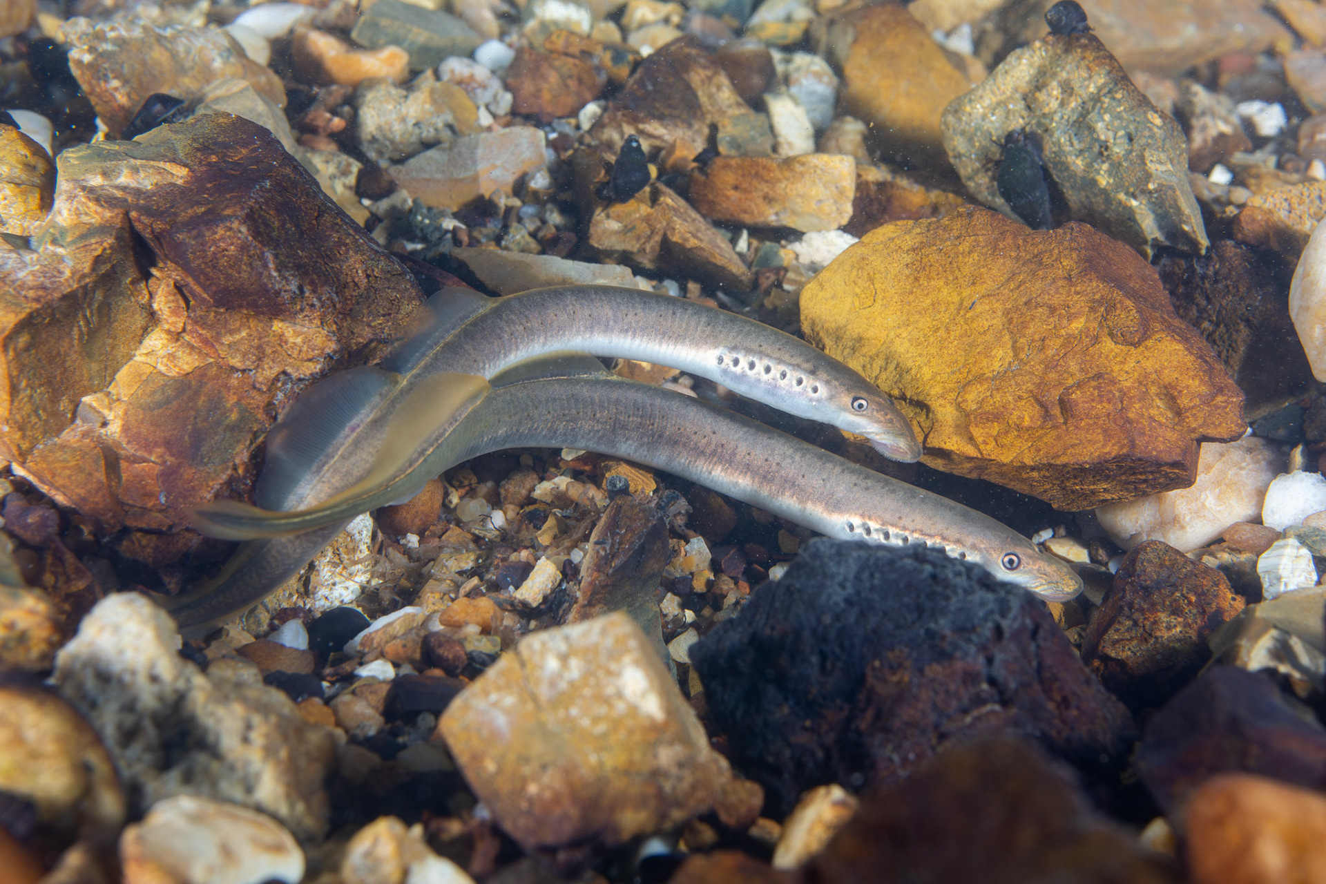 Least Brook Lamprey (Lampetra aepyptera)