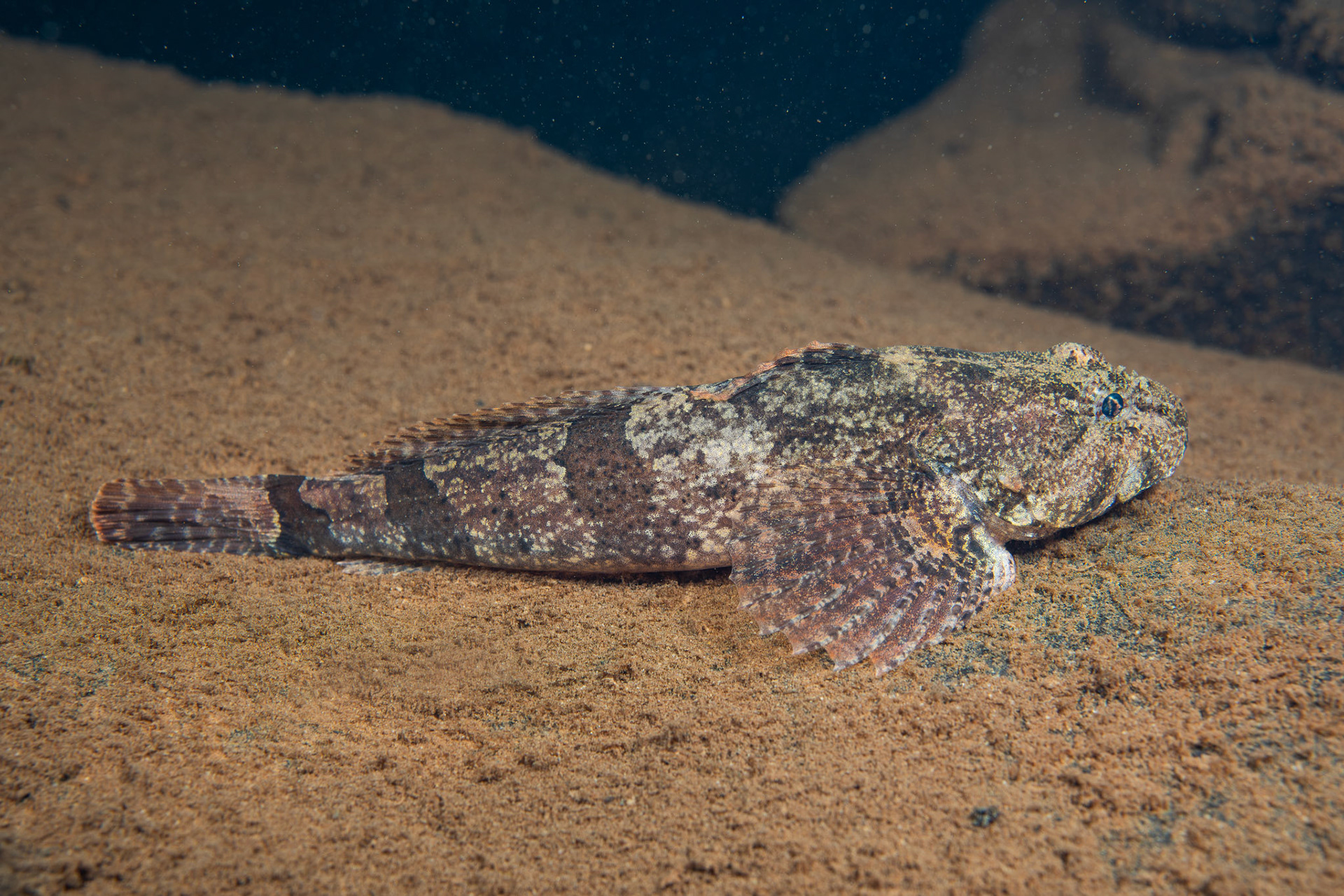 Banded Sculpin
