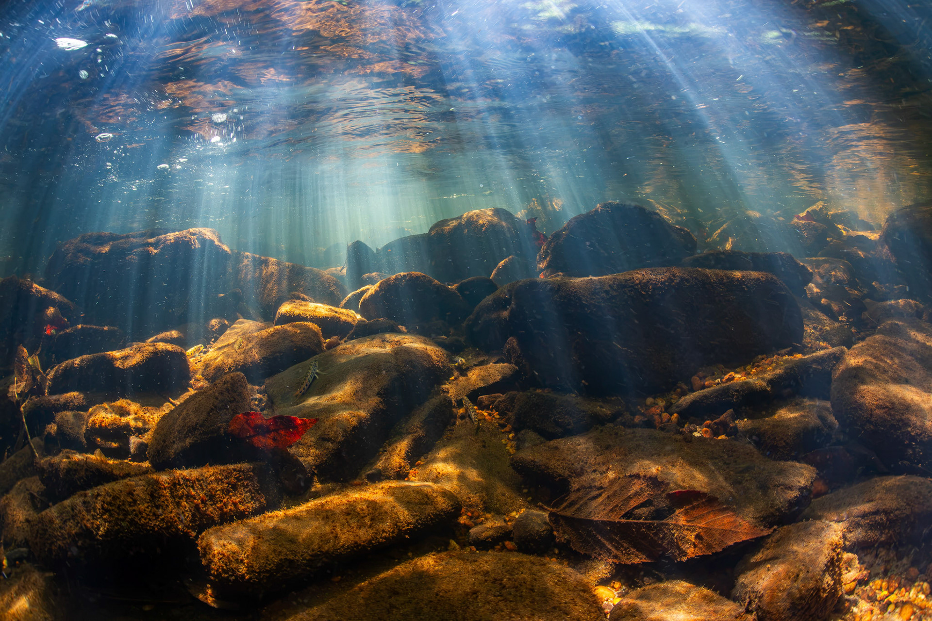 Tennessee Snubnose Darters