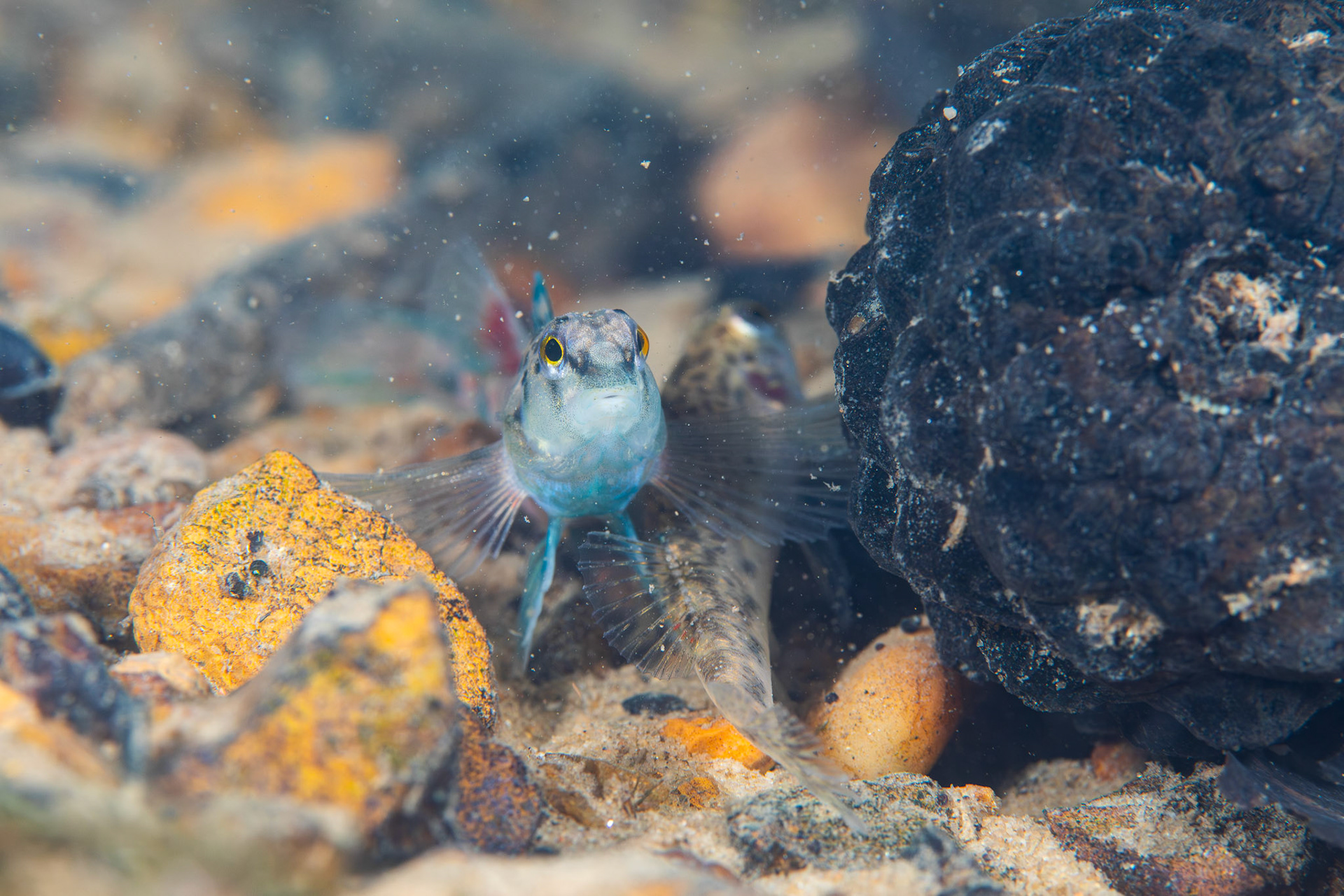 Tombigbee Darter