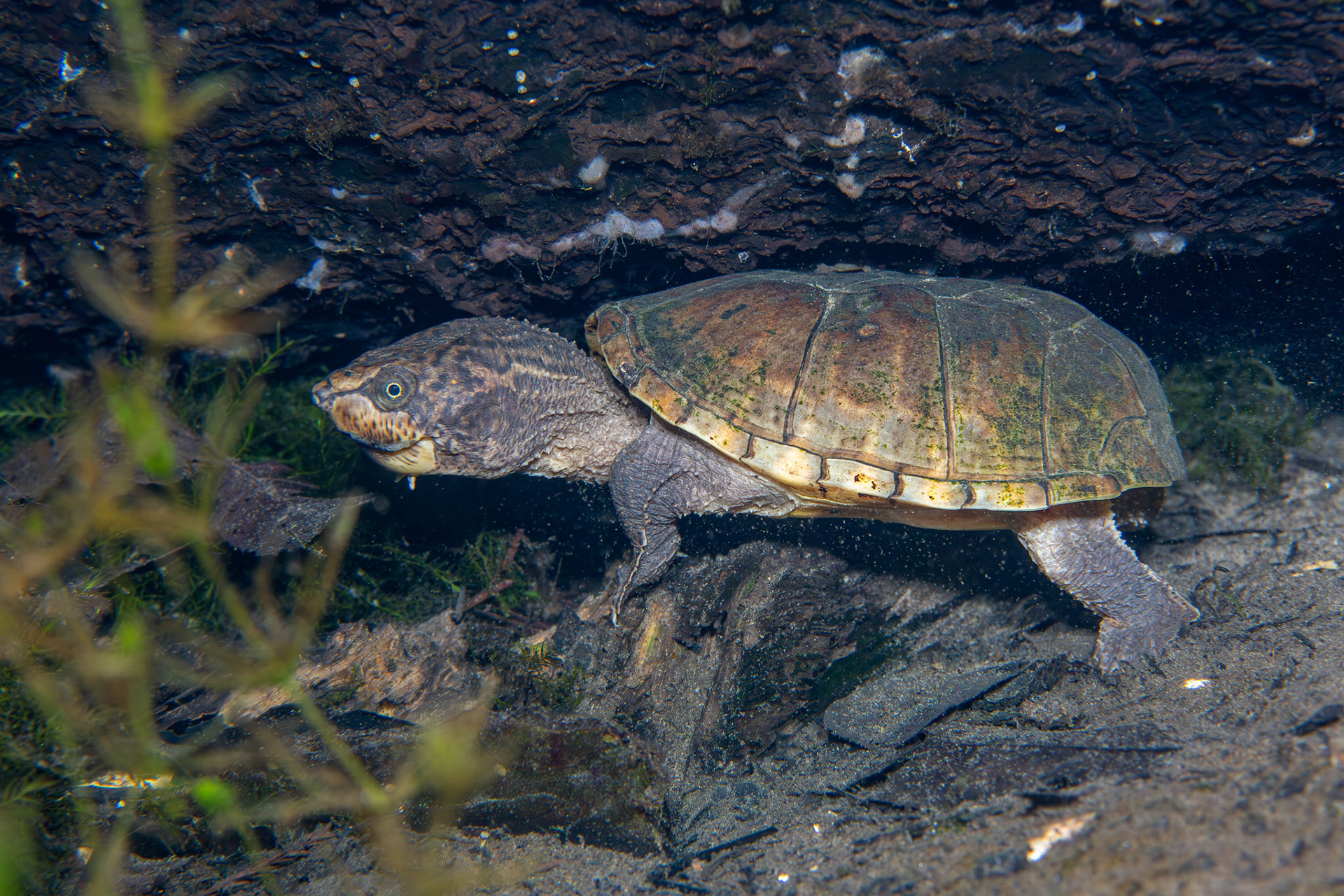 Intermediate Musk Turtle