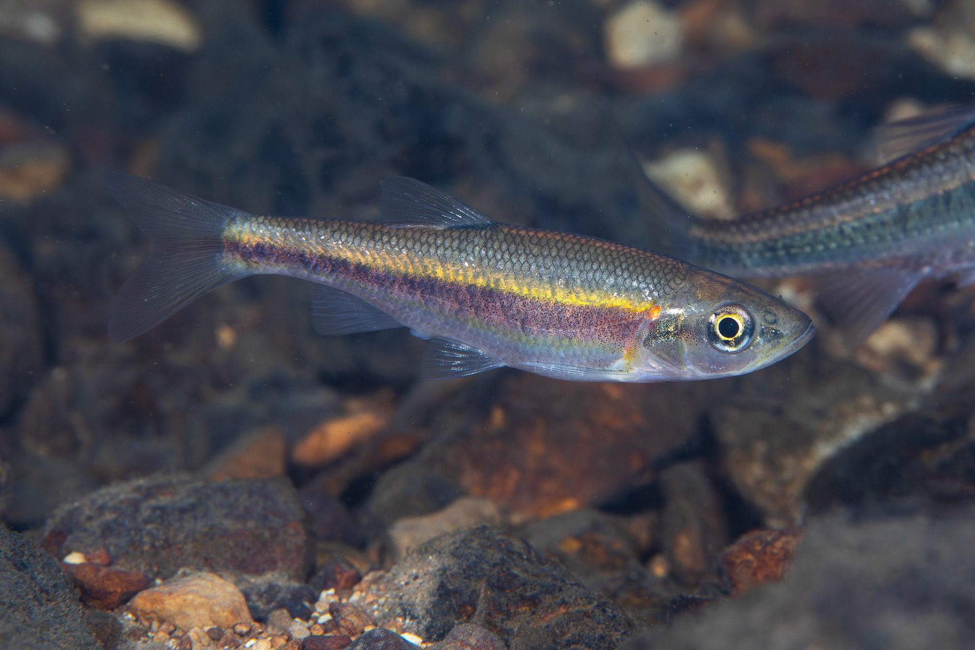 Rosyside Dace