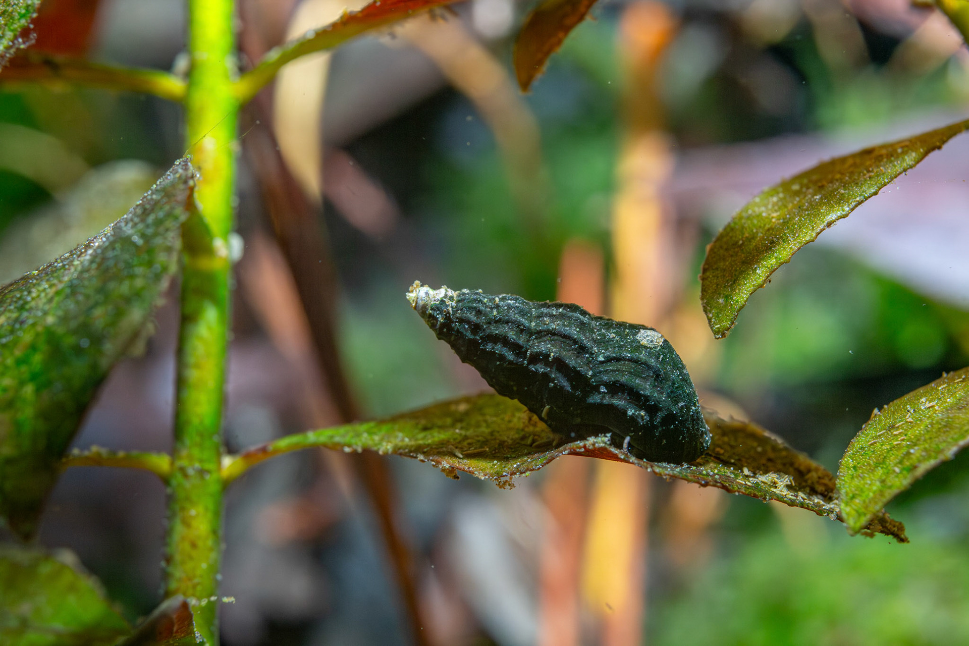 Elimia sp.