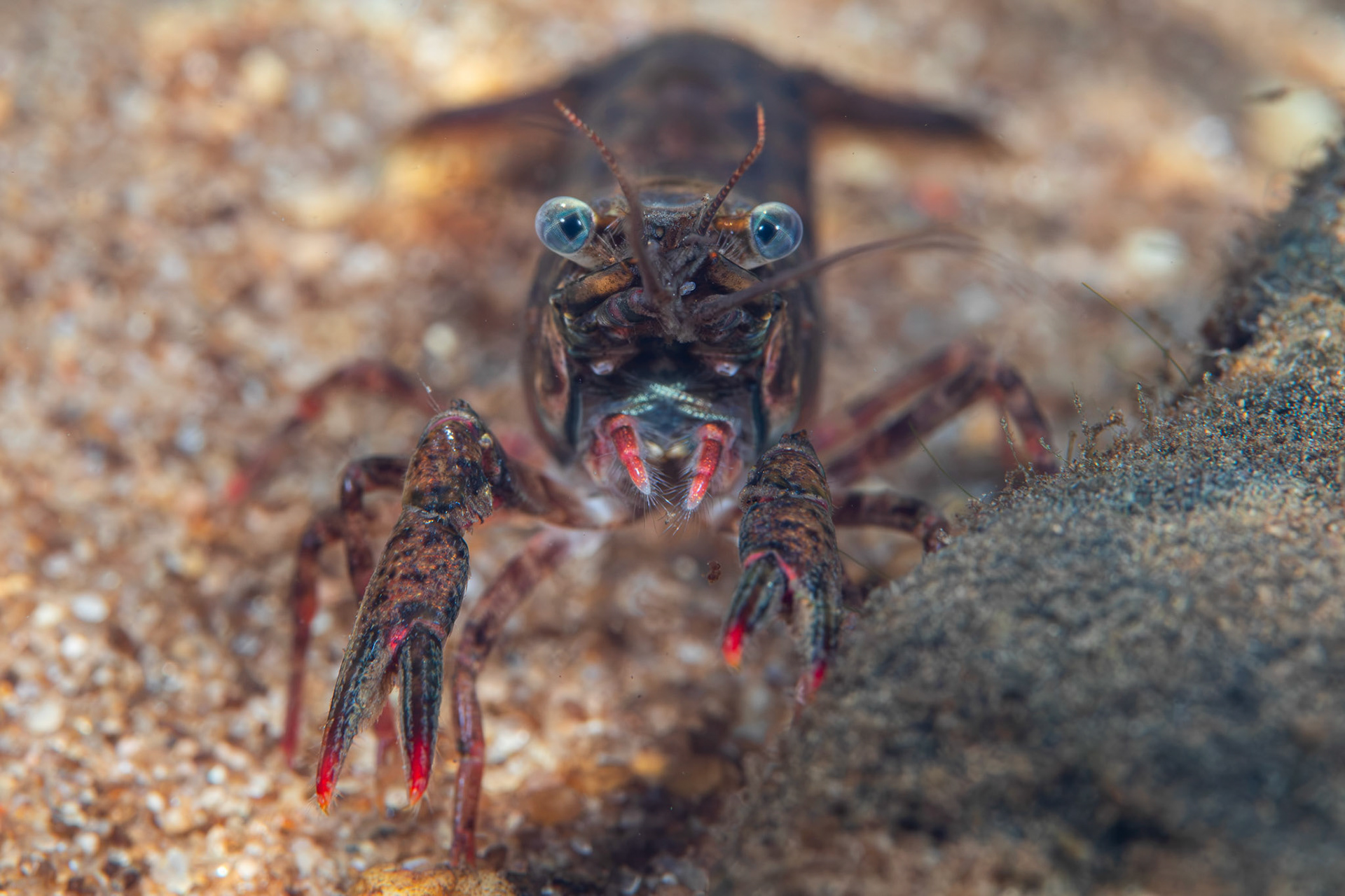 Powerful Crayfish
