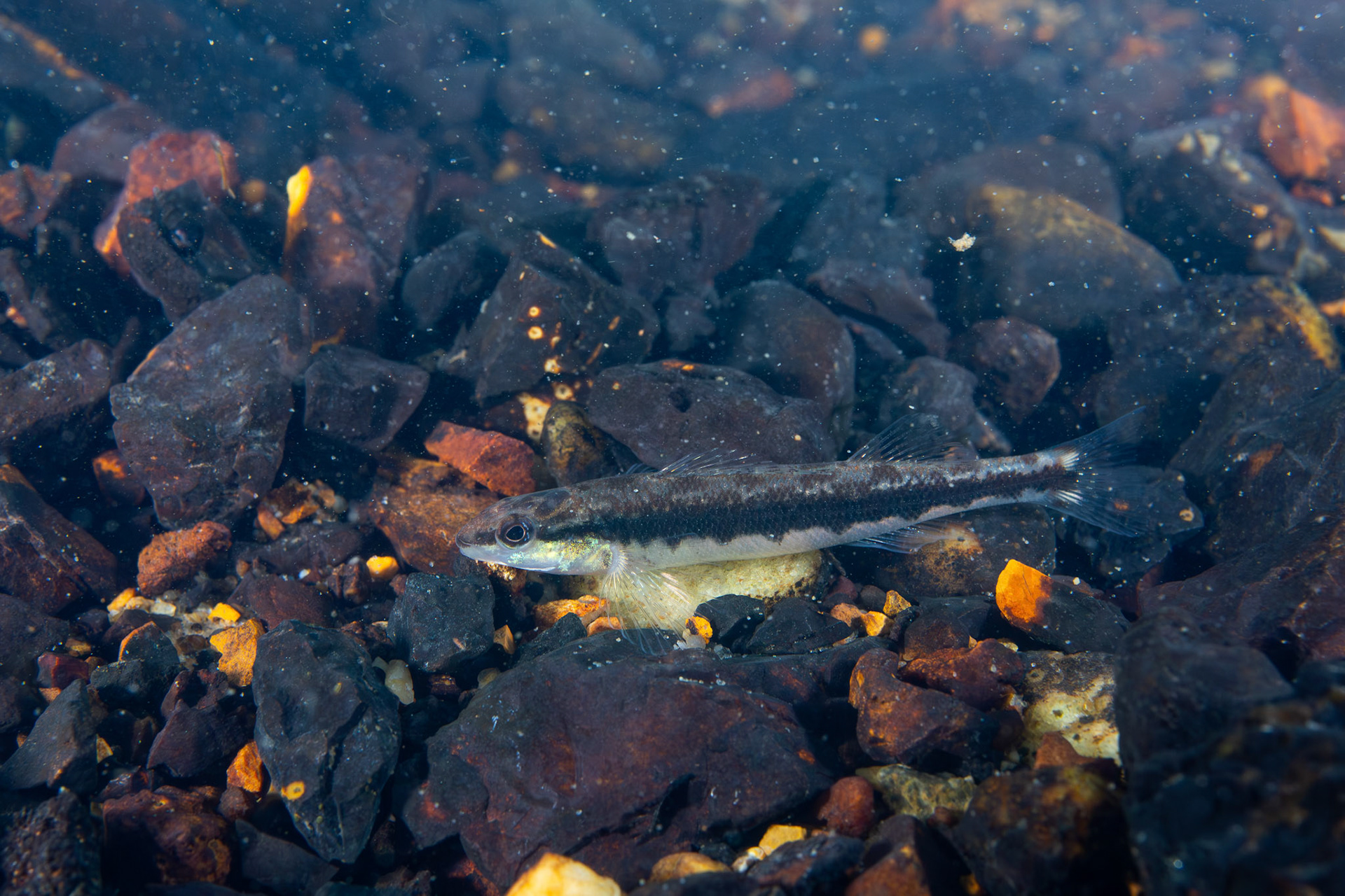 Blackbanded Darter (Percina nigrofasciata)