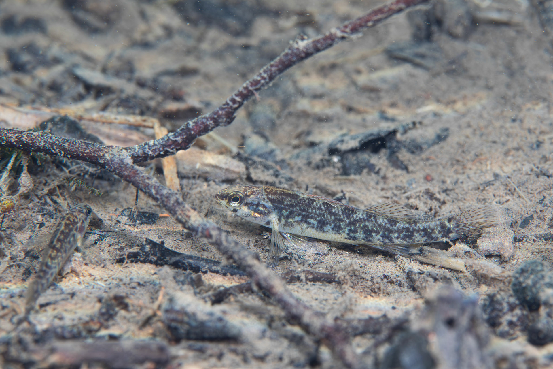 Watercress Darter (Etheostoma nuchale)