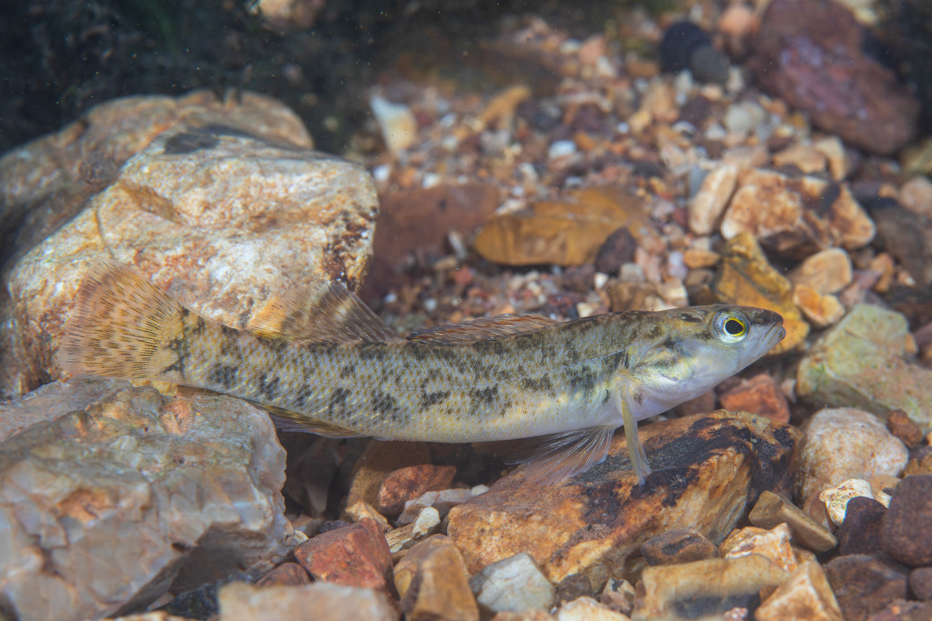 Redspot Darter