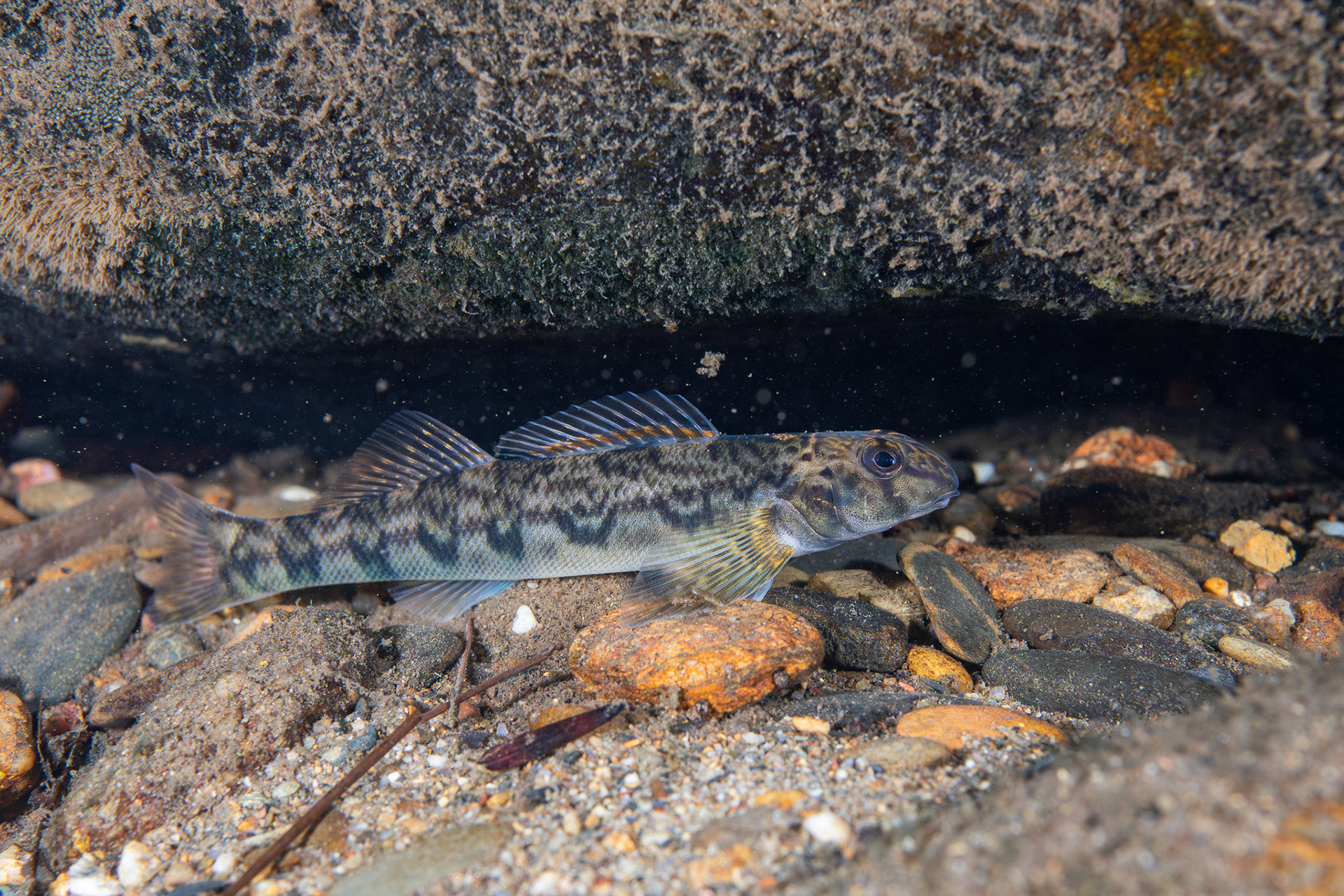 Greenside Darter