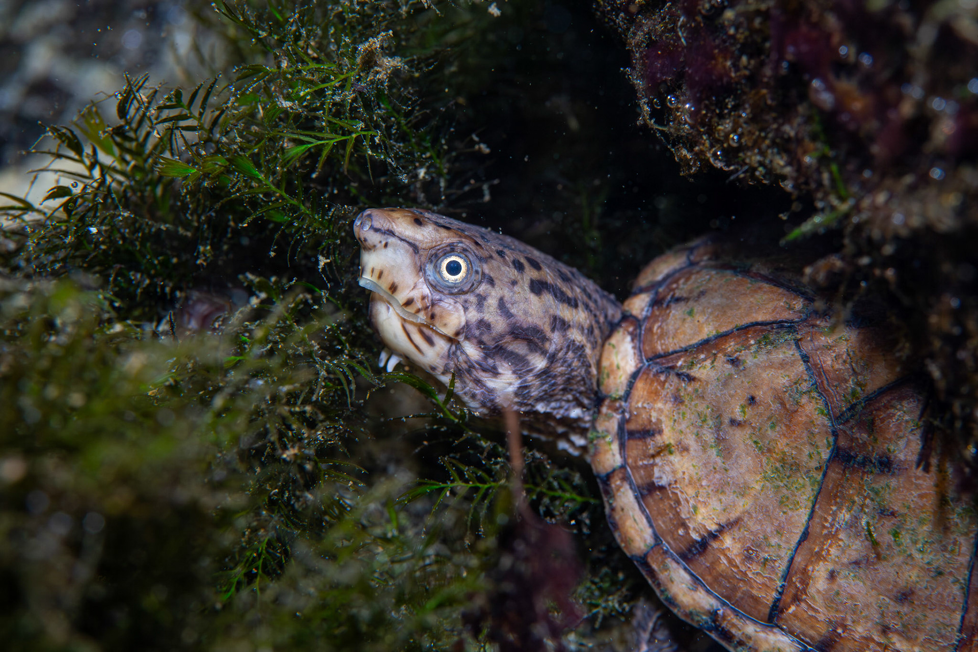 Intermediate Musk Turtle