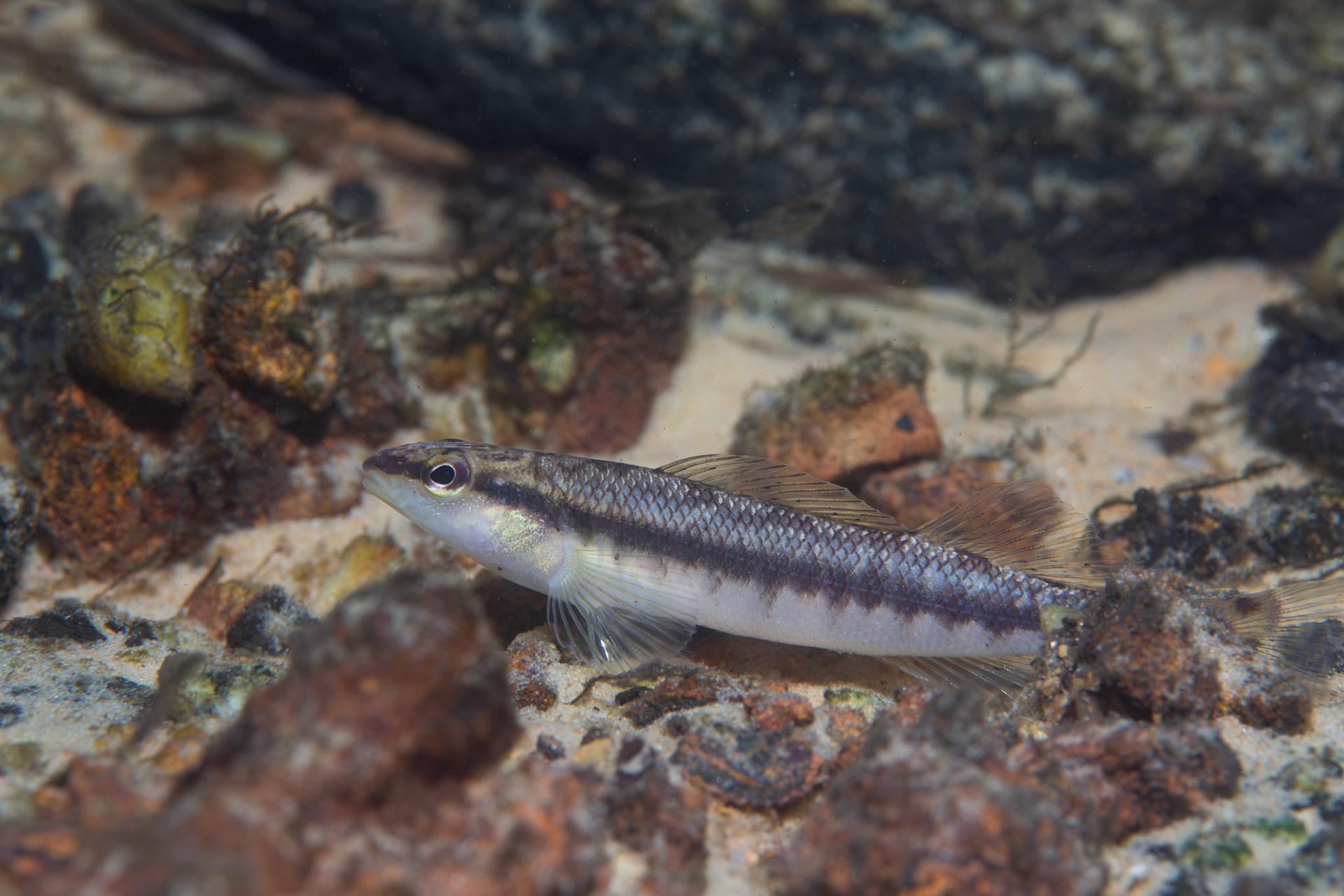 Blackbanded darter (Percina nigrofasciata)