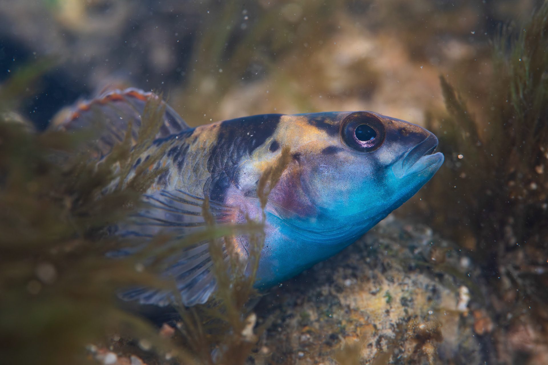 Greenbreast Darter
