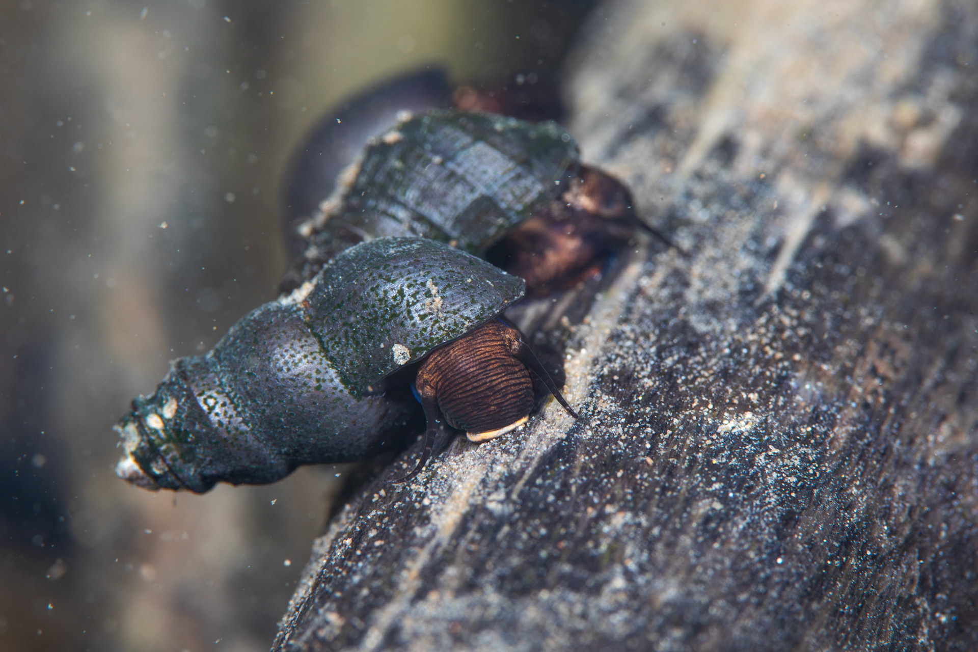 Sharp-crest Elimia (Elimia carinifera)