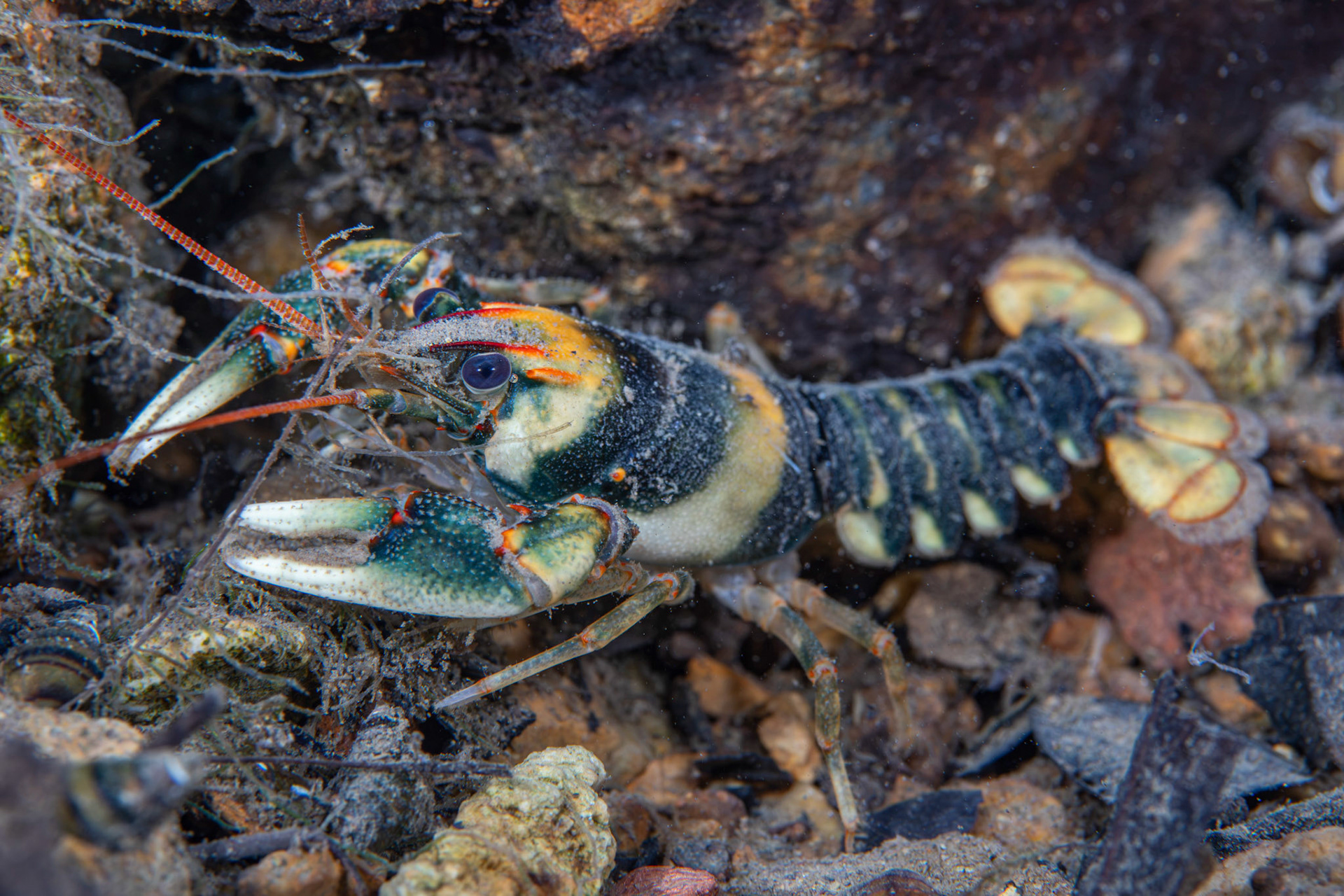Coosa Crayfish
