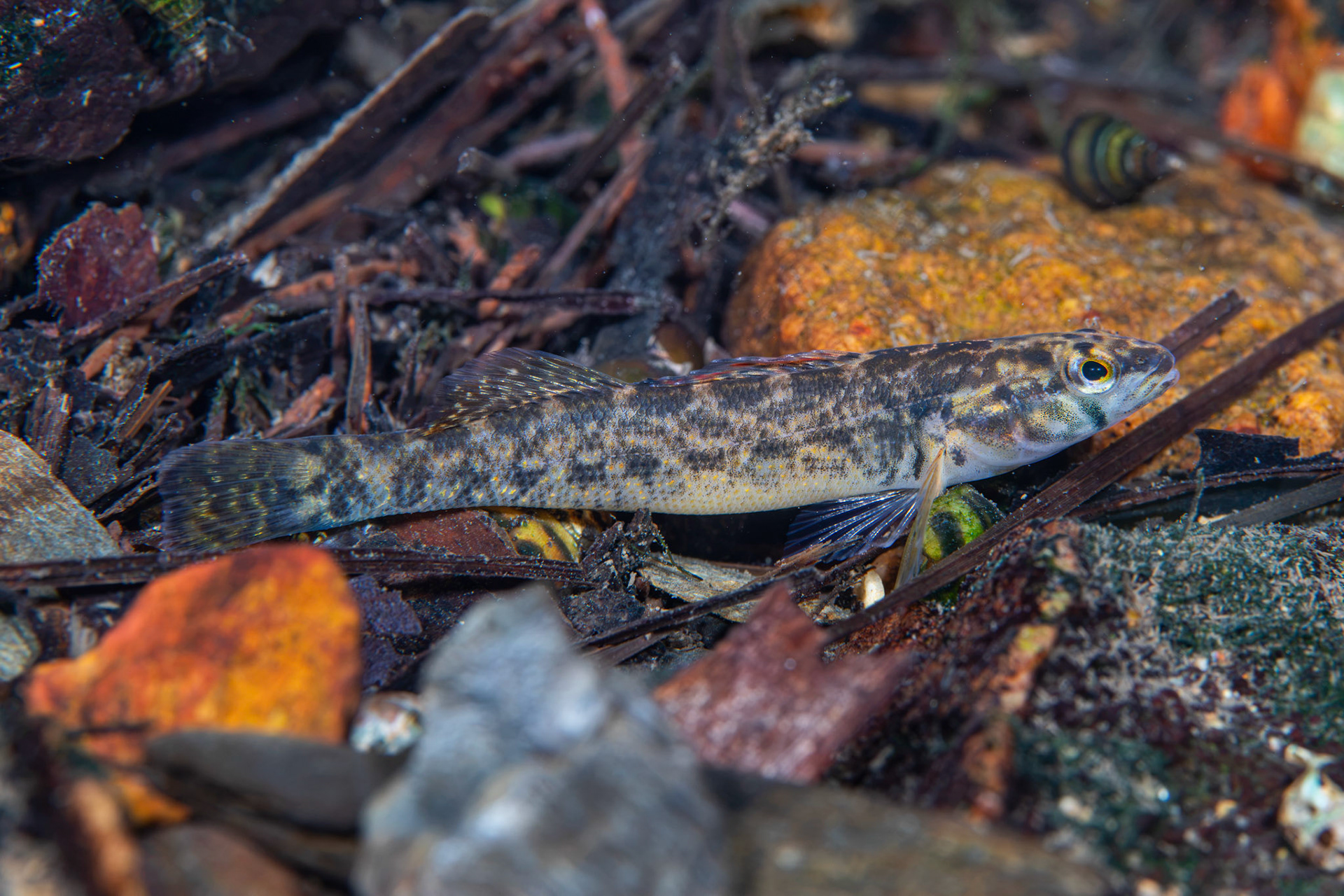 Redspot Darter