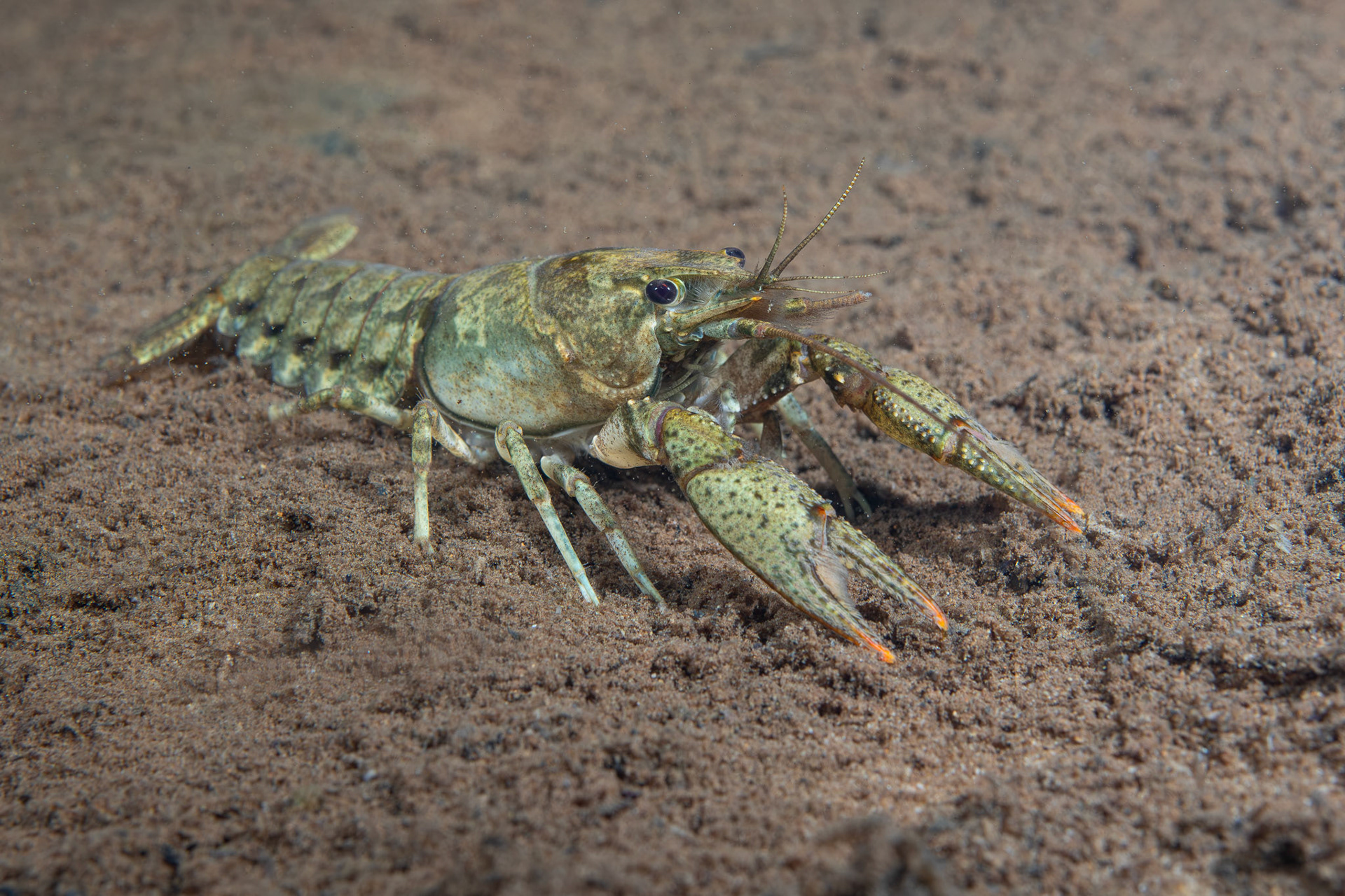 Powerful Crayfish