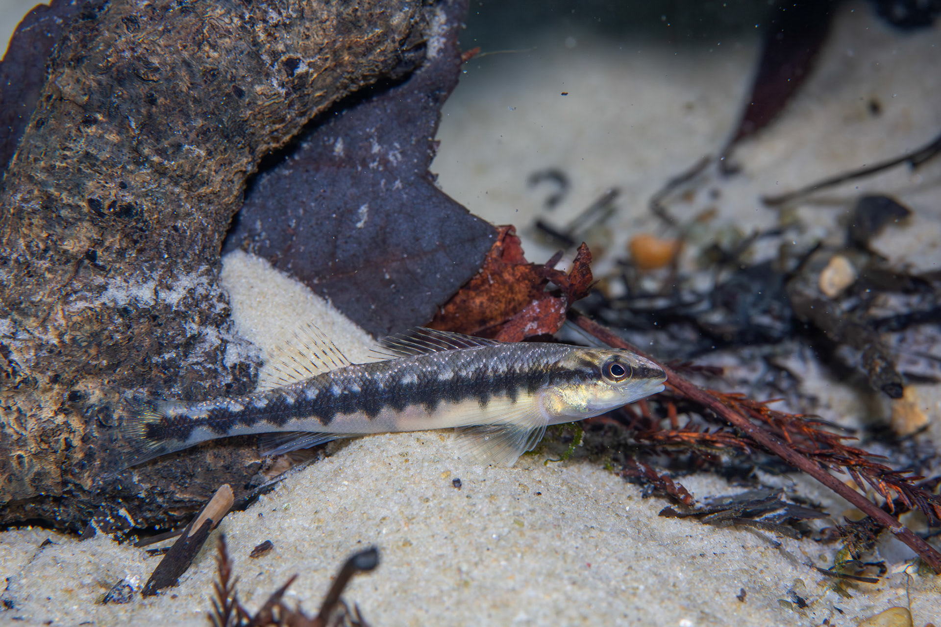Blackbanded Darter