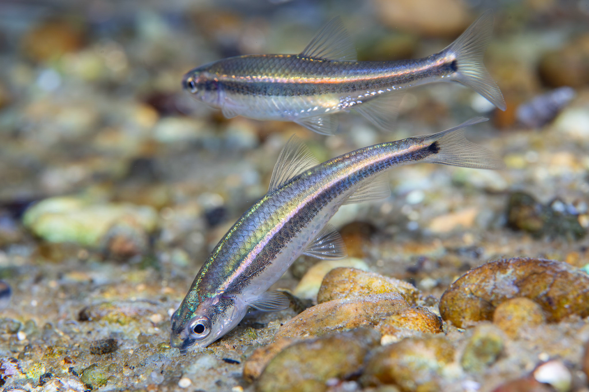 Redeye Chub