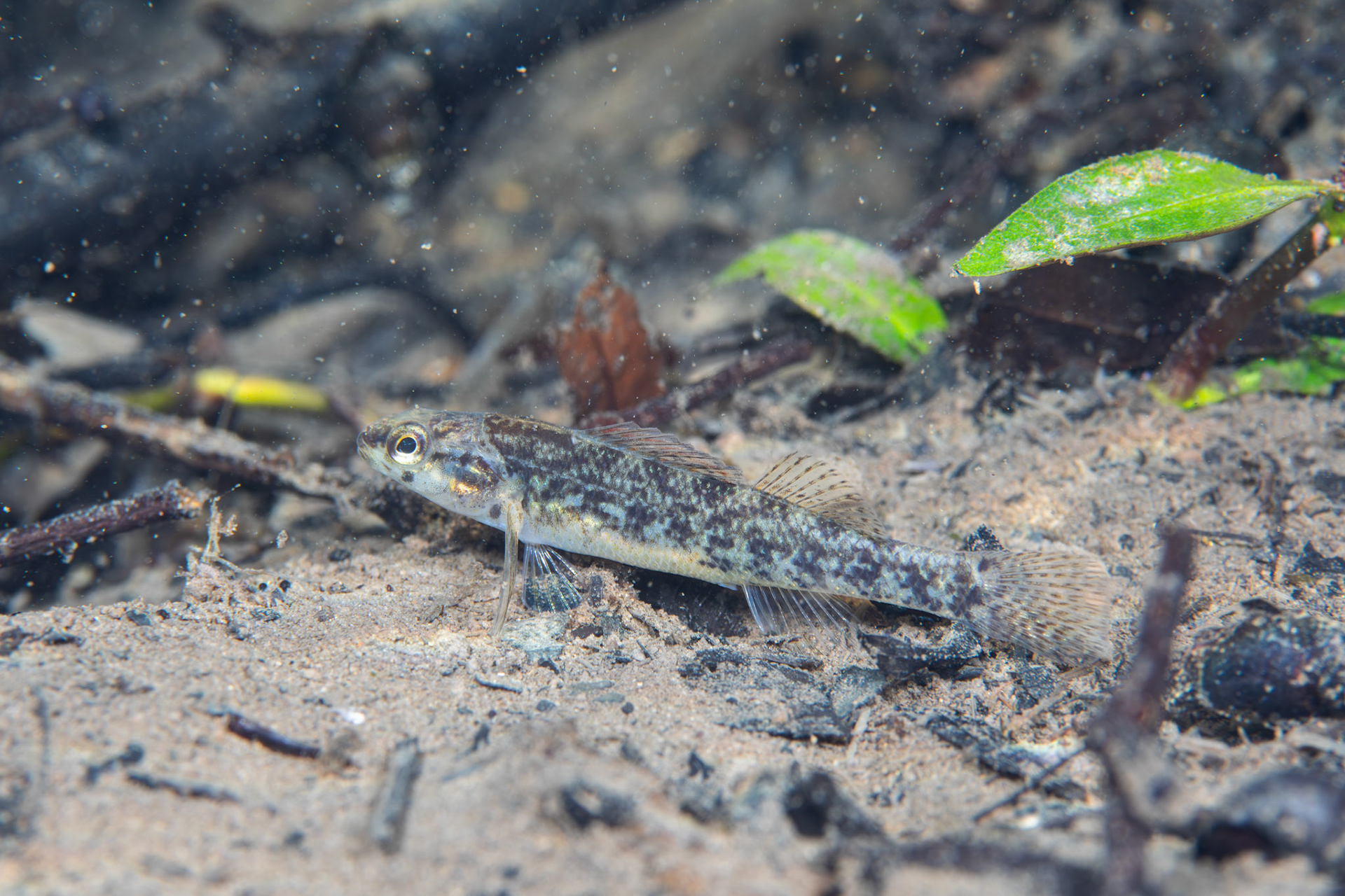 Watercress Darter (Etheostoma nuchale)