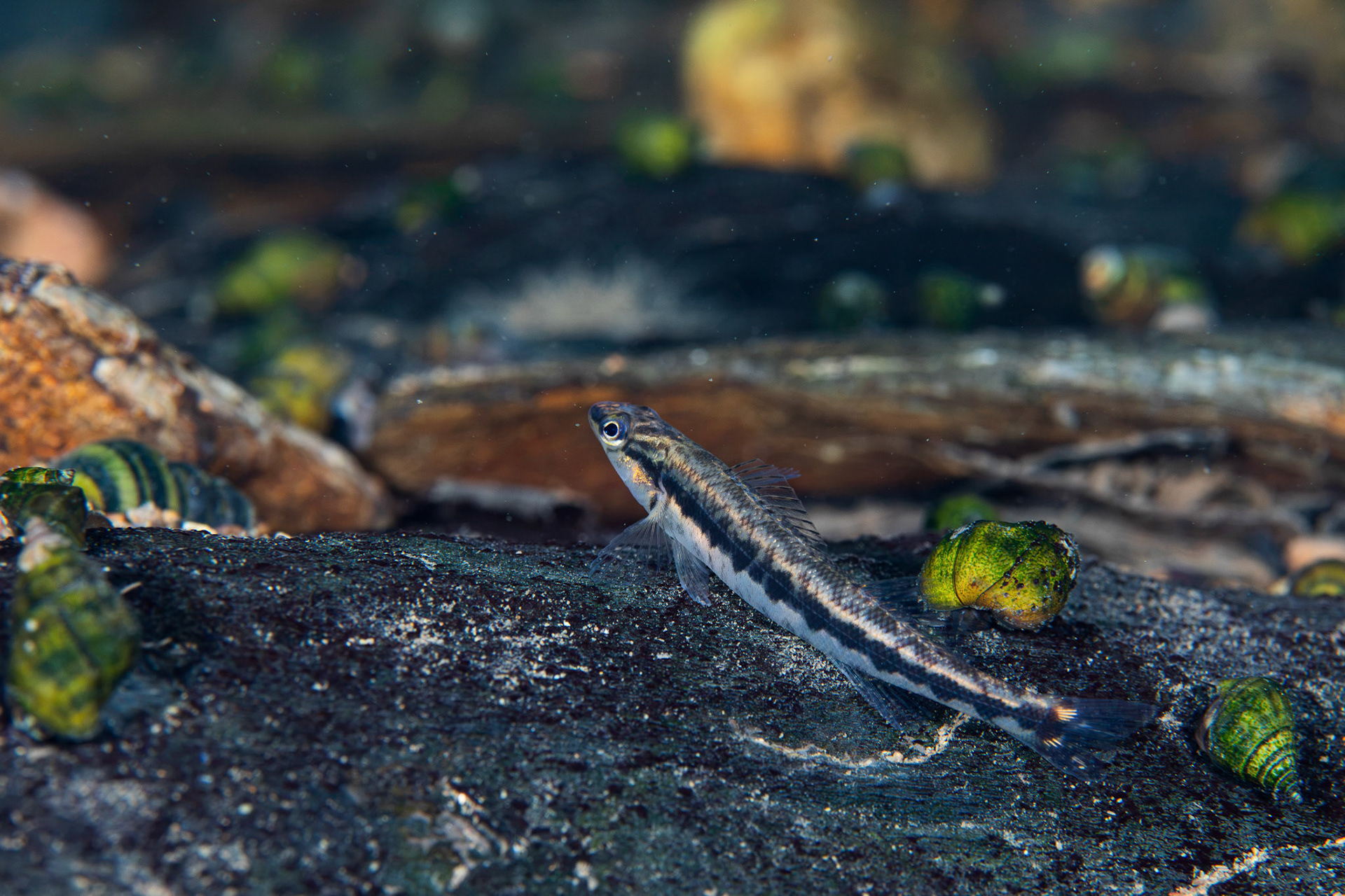 Blackbanded Darter