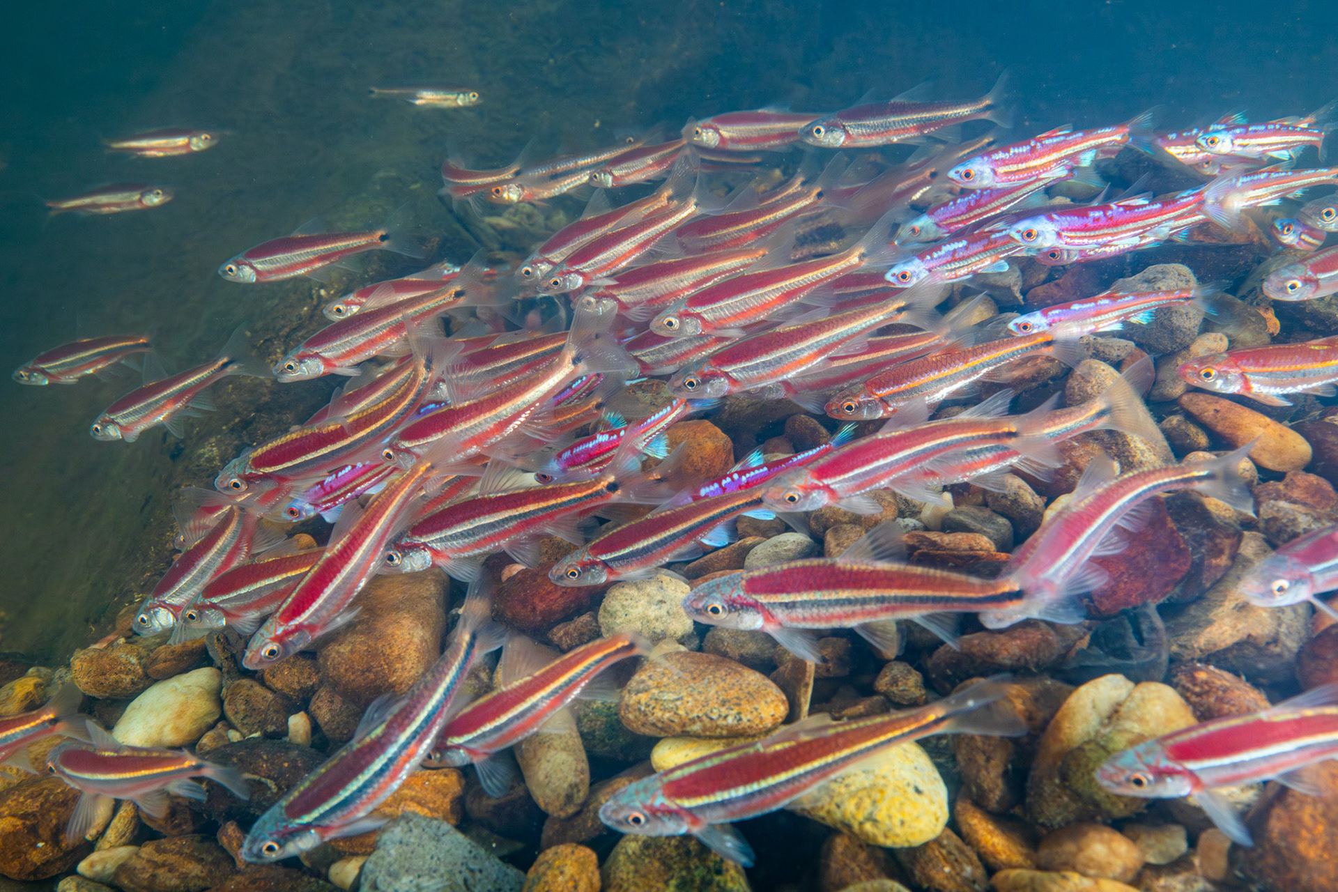 Rainbow, Striped, and Rough Shiners on Bluehead Chub mound