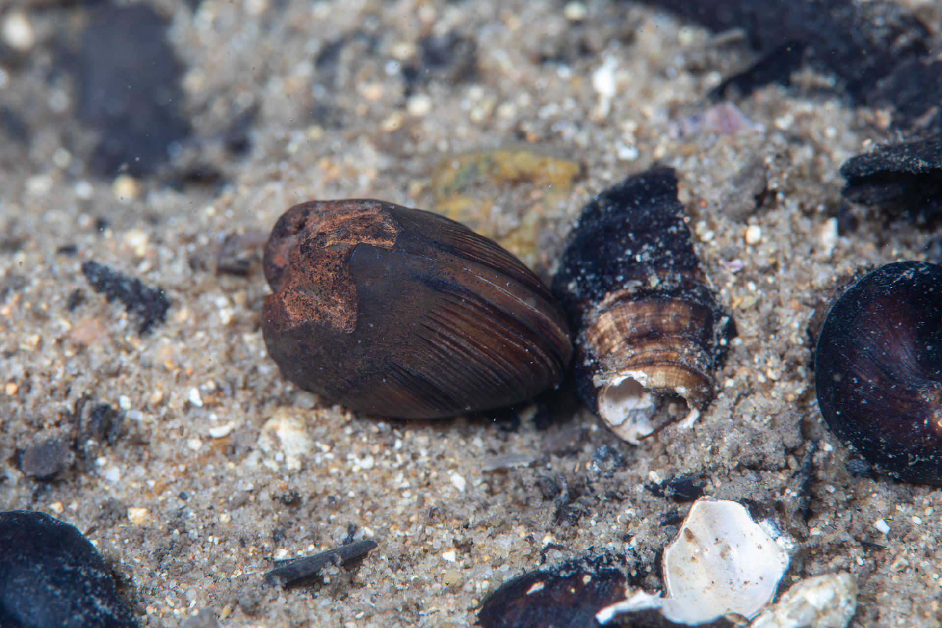 Unidentified Bivalve