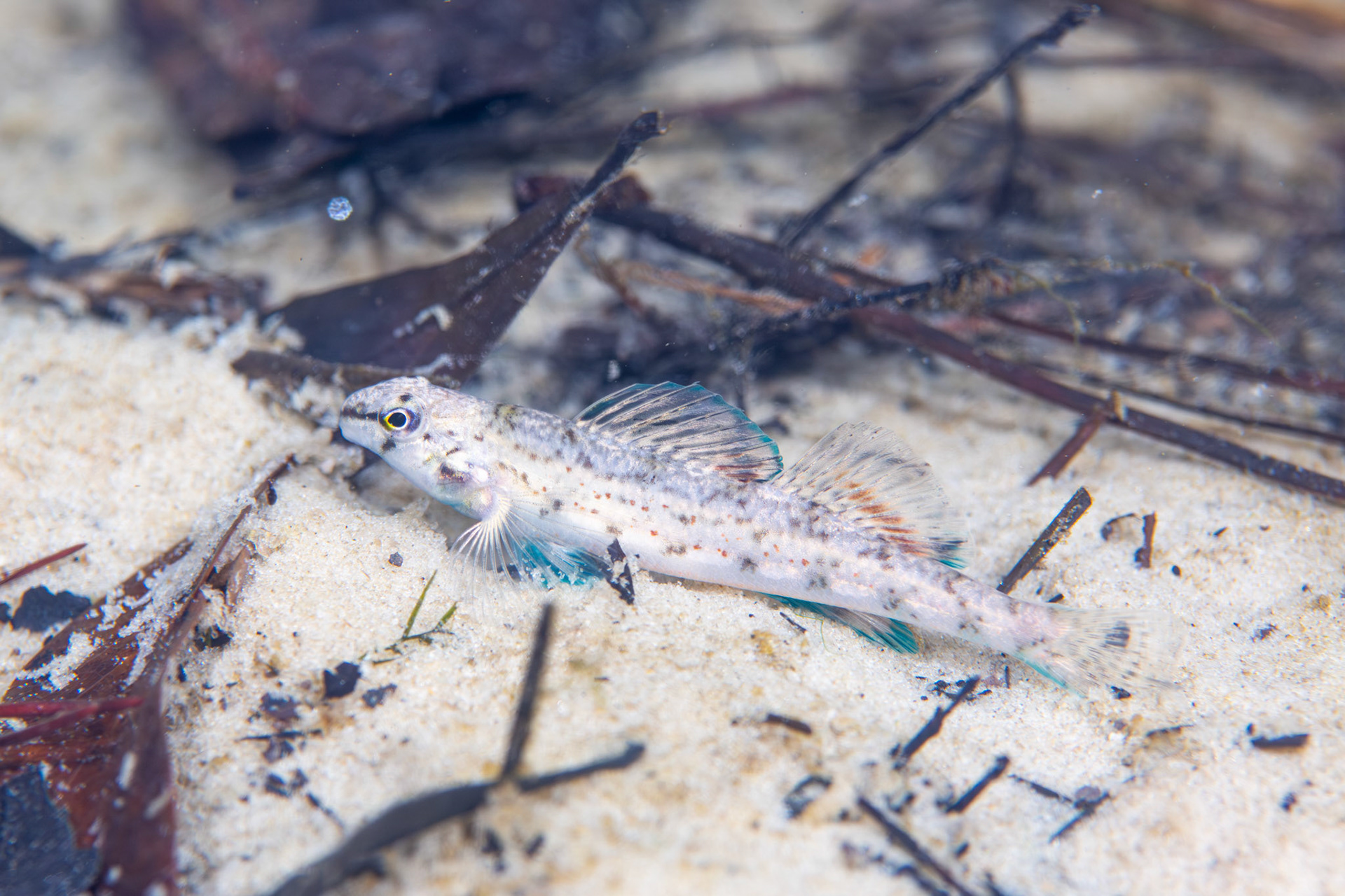 Coastal Darter