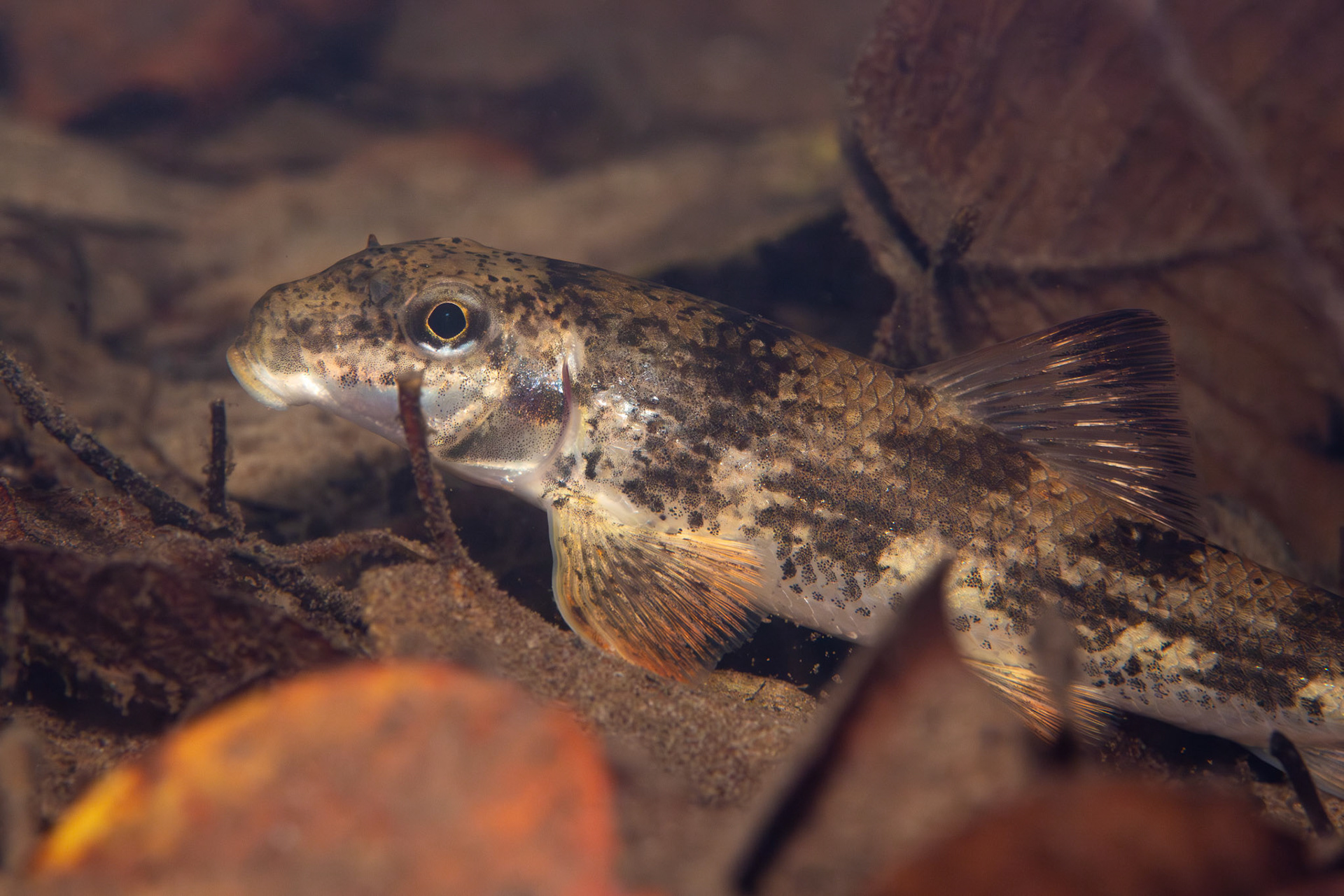 Alabama Hogsucker