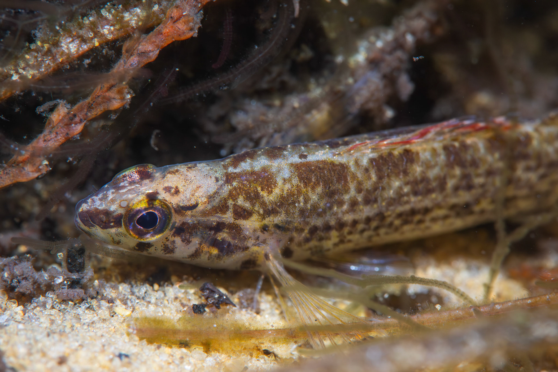 Gulf darter (Etheostoma swaini)
