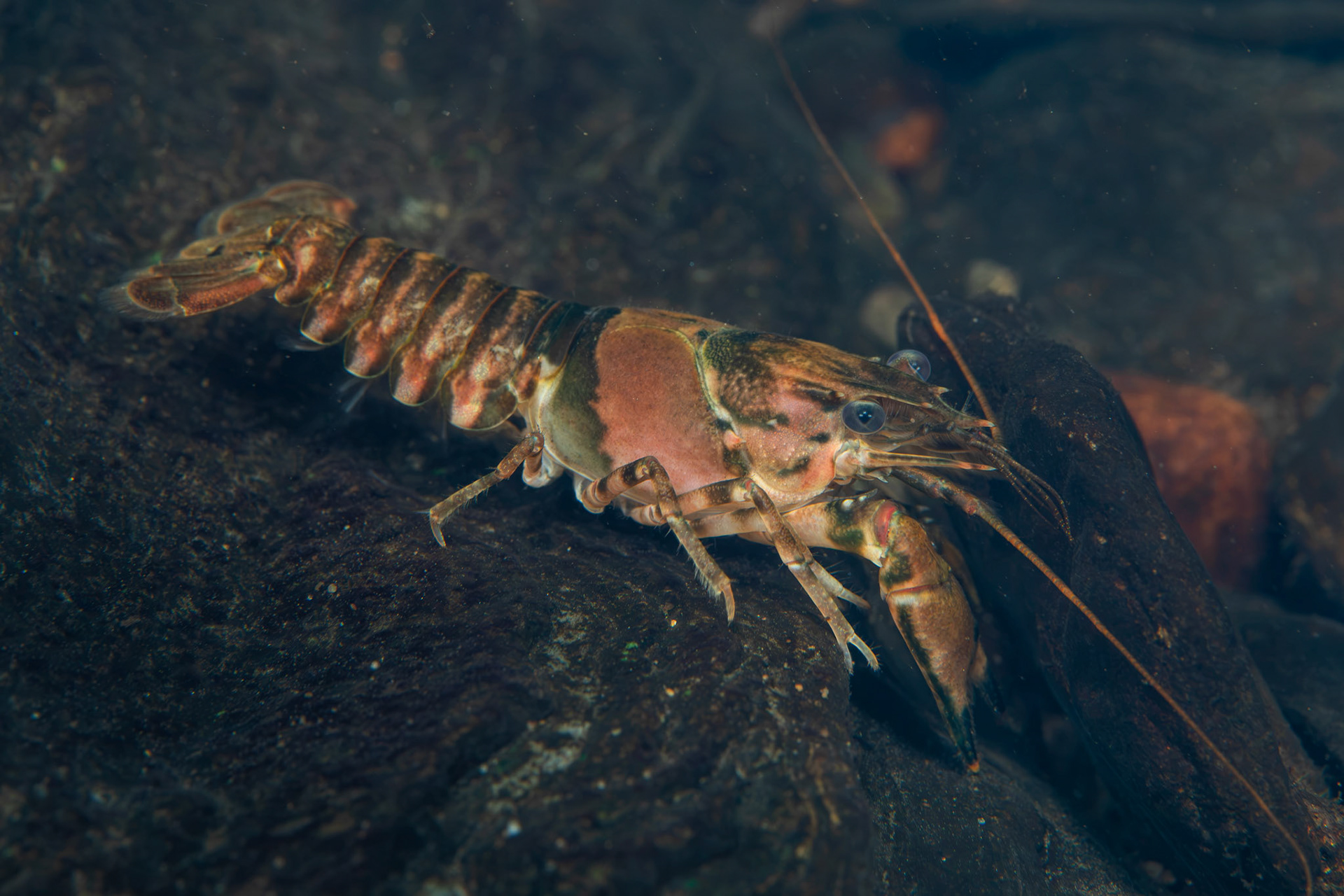 Powerful Crayfish