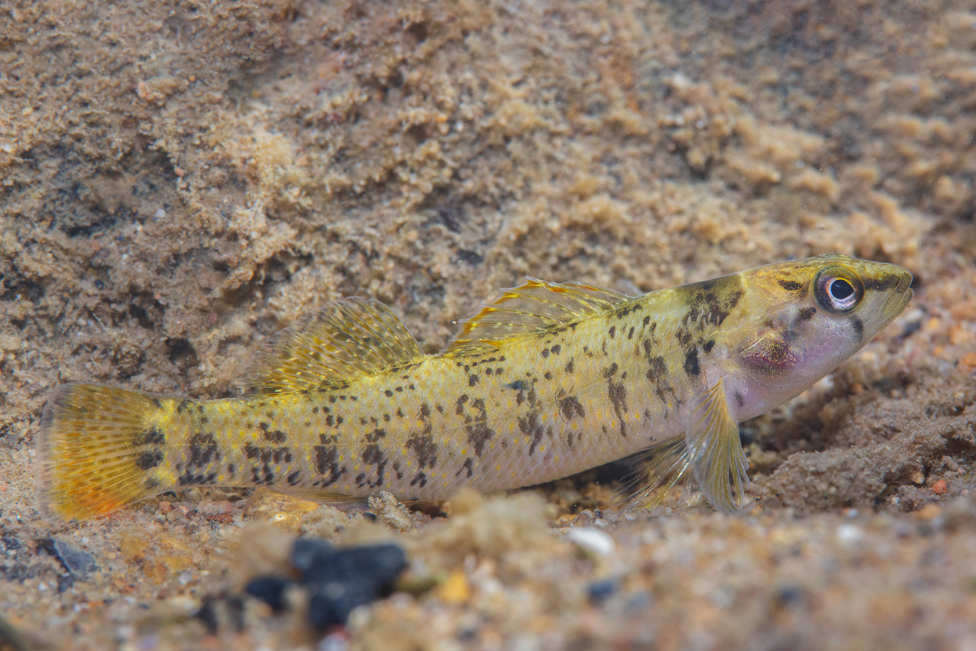 Greenbreast Darter