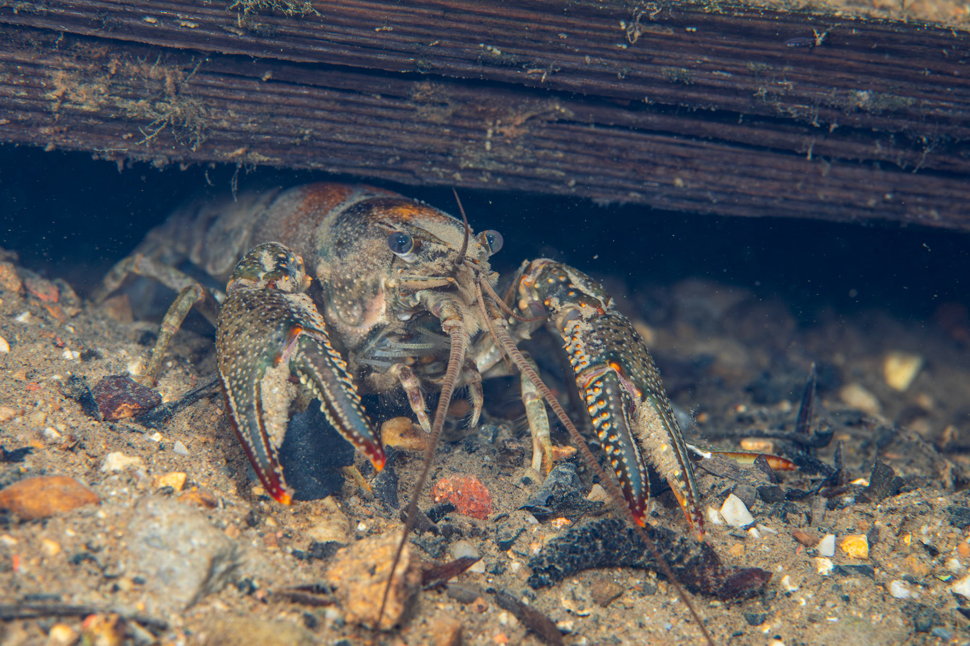 Faxonius sp.