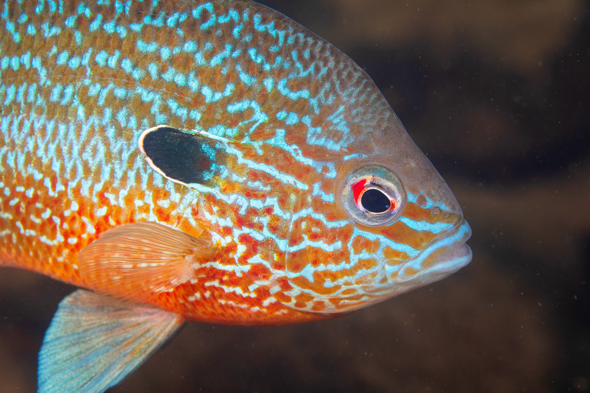 Longear Sunfish