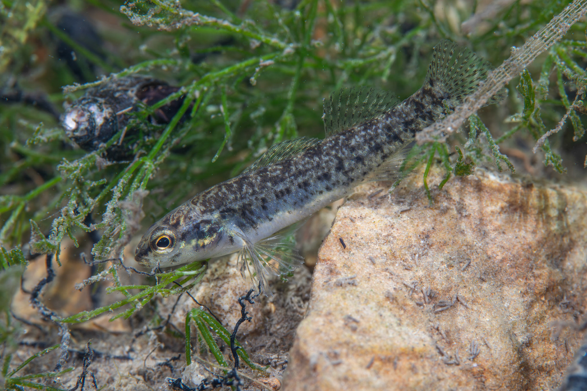 Watercress Darter