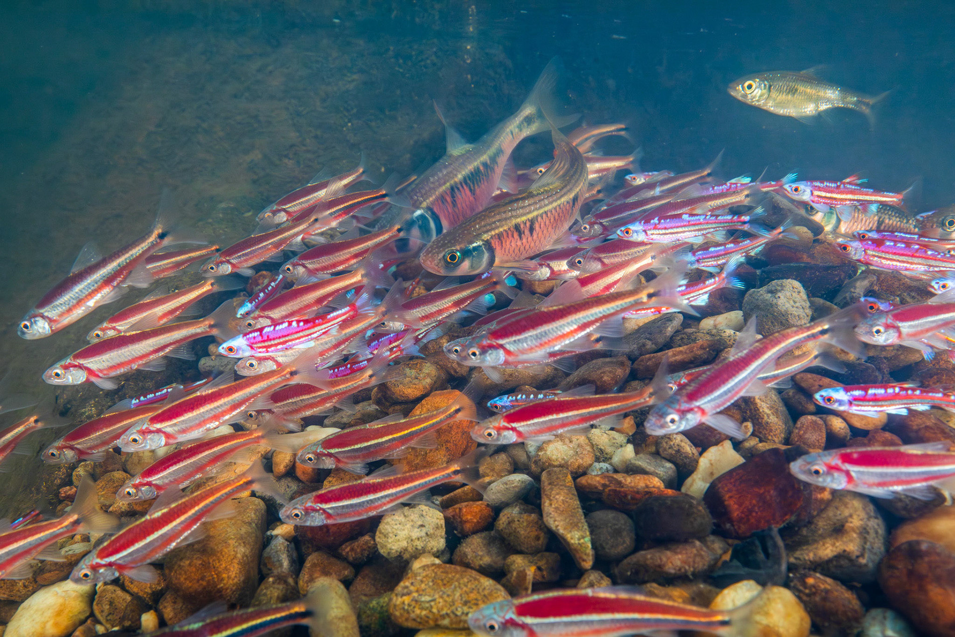 Rainbow, Striped, and Rough Shiners on Bluehead Chub mound
