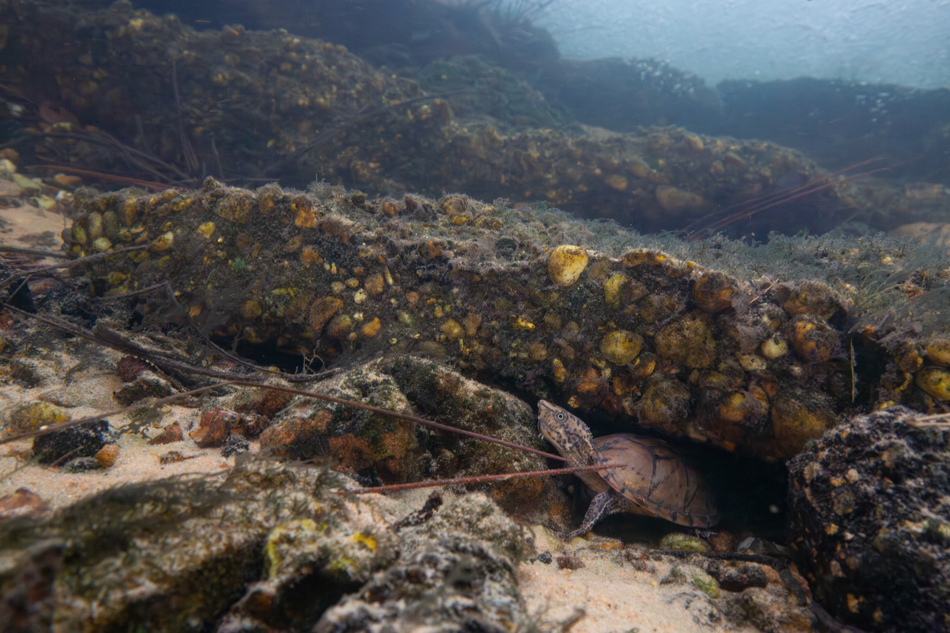 Intermediate Musk Turtle (Sternotherus intermedius)