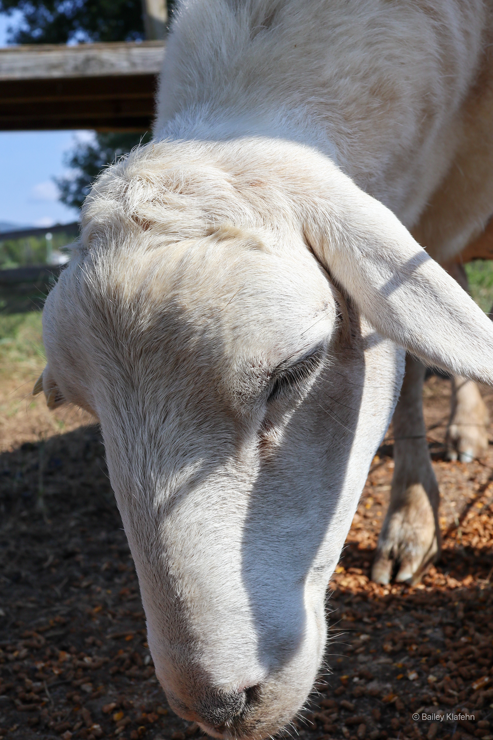 A goat from Oakes Farm 10/10/2021