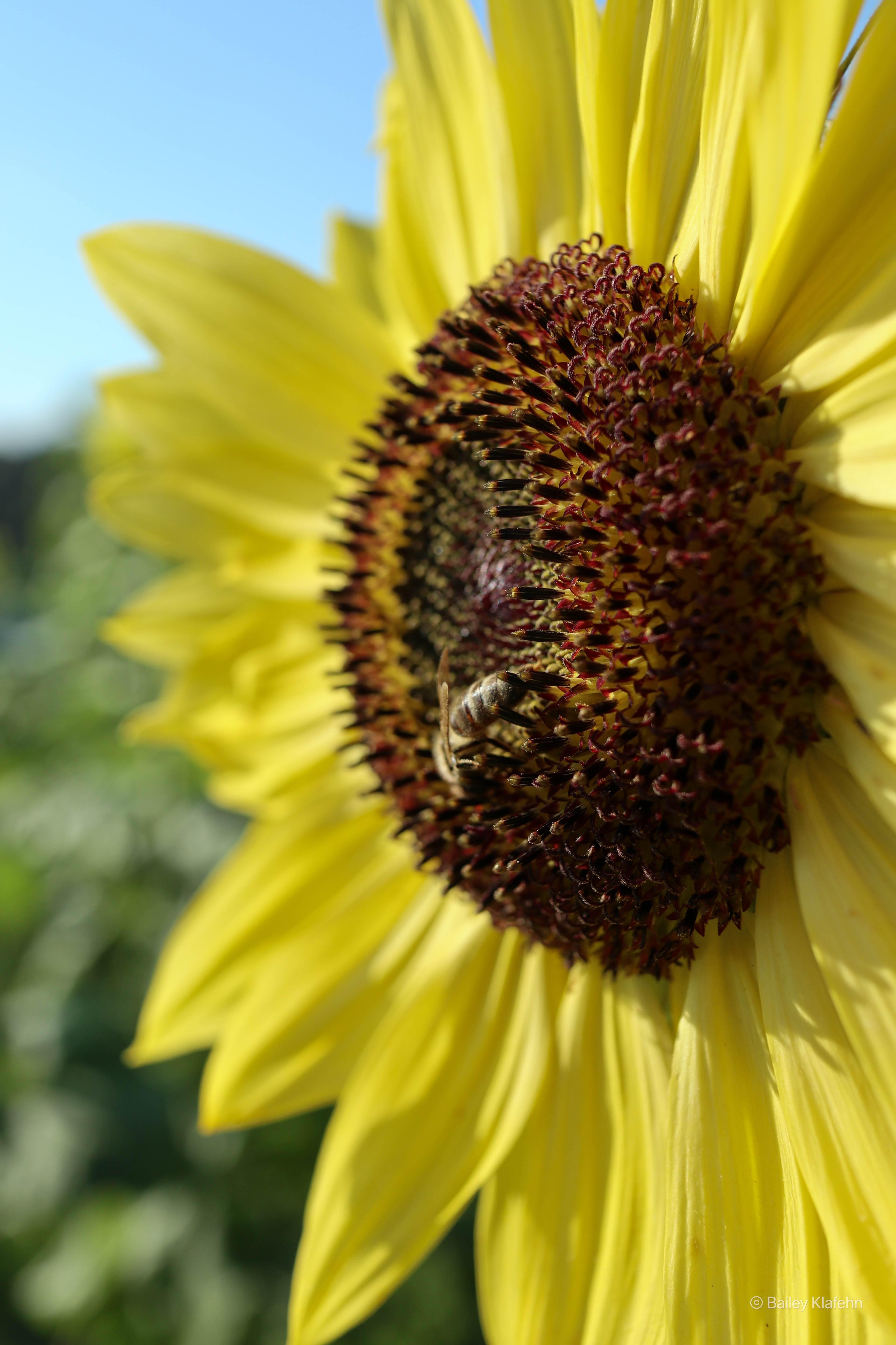 A bee from Oakes Farm 10/10/2021