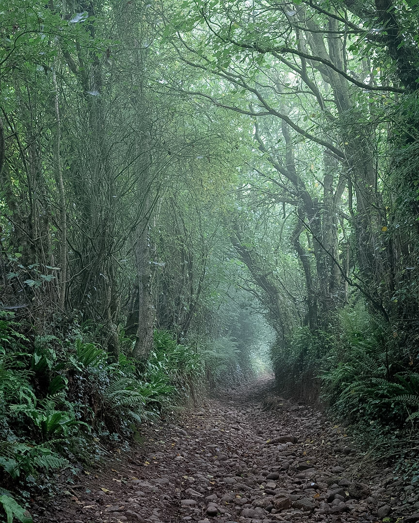 East Devon lane on a foggy morning