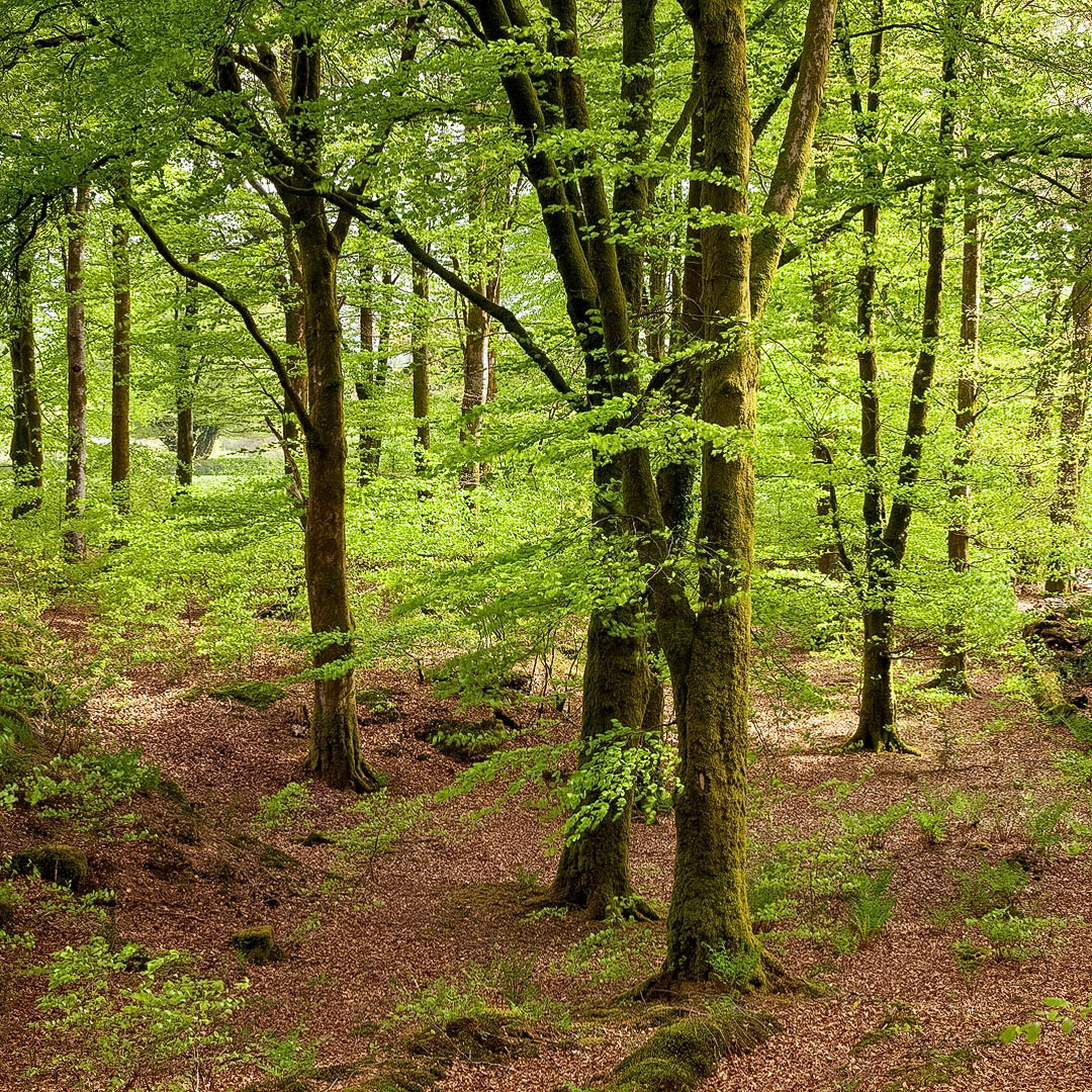 Vibrant spring greens