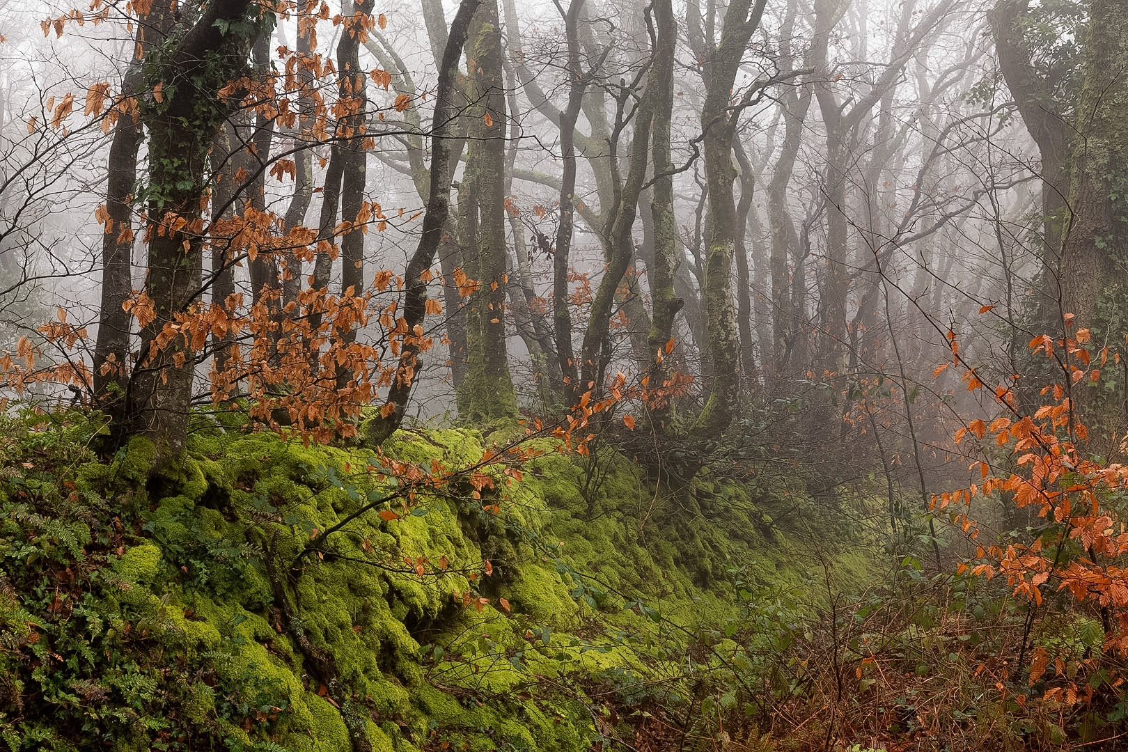 Foggy morning, Mutters Moor