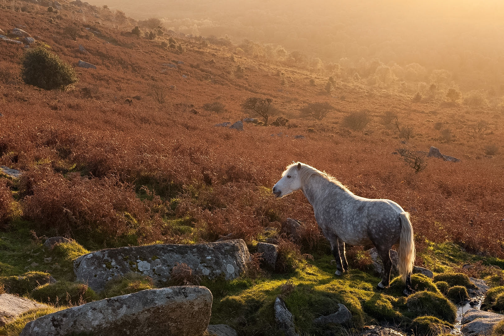 Backlit Dartmoor Pony on Haytor Down, Dartmoor