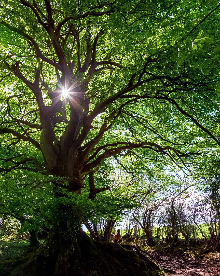 Massive beech tree, East Devon