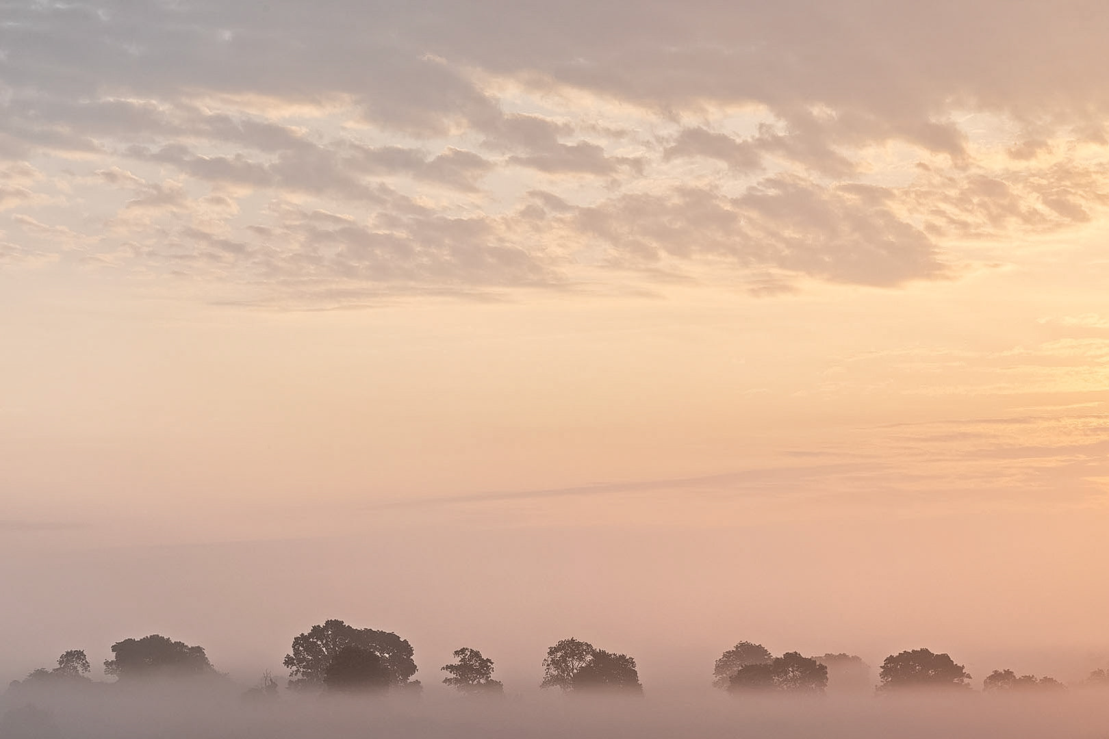 Misty Pattern shot, Worcestershire