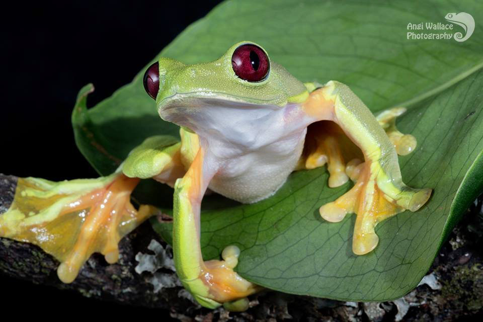 Maroon eyed frog