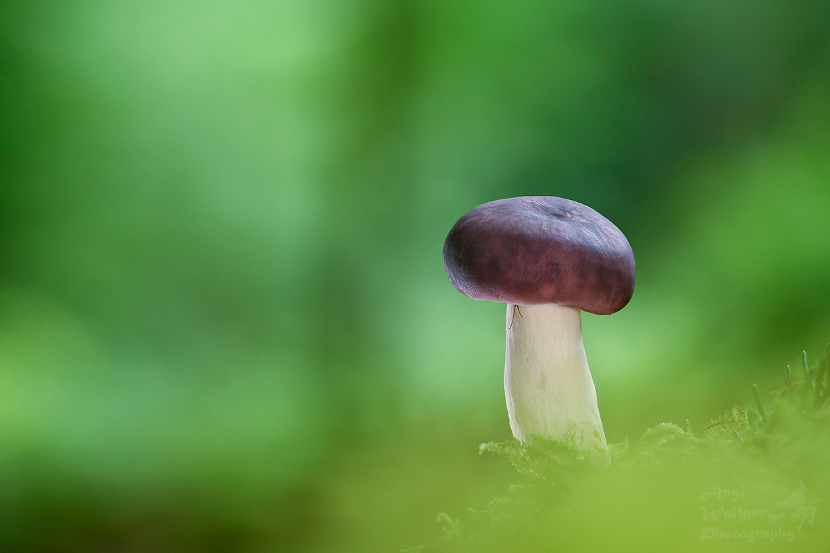 Russula
