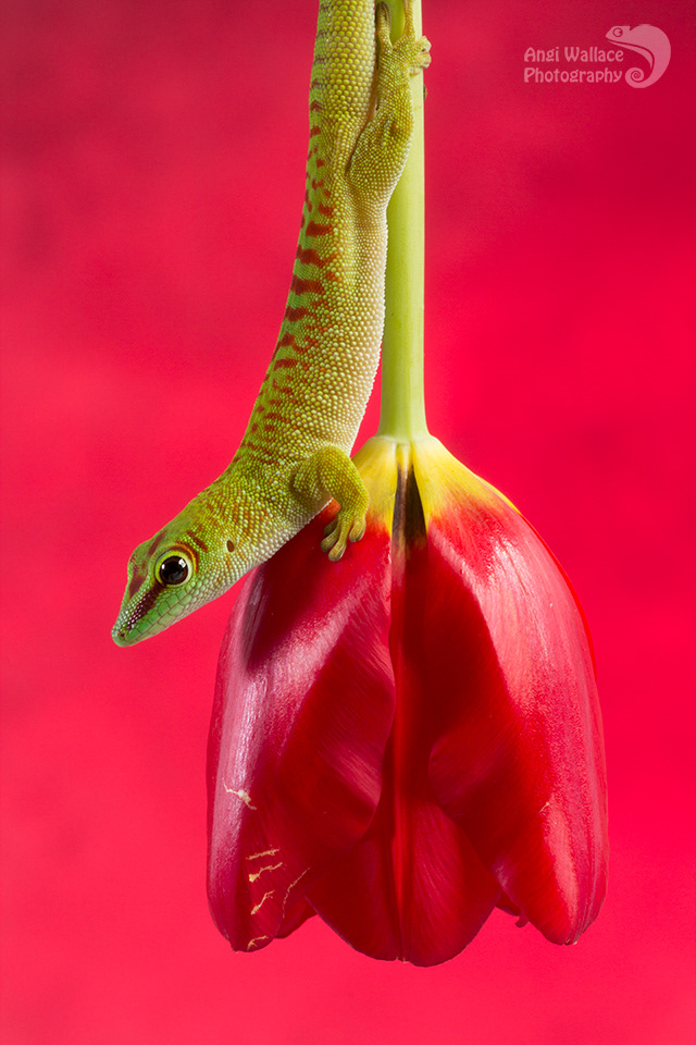 Madagascan day gecko