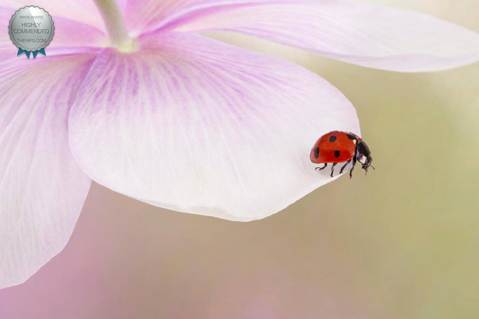 Ladybird on Anemone